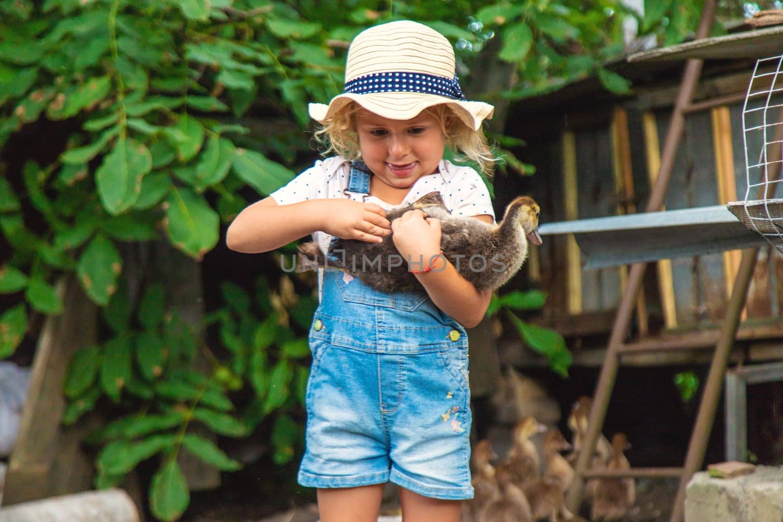 Child with ducklings on a farm. Selective focus. Kid.