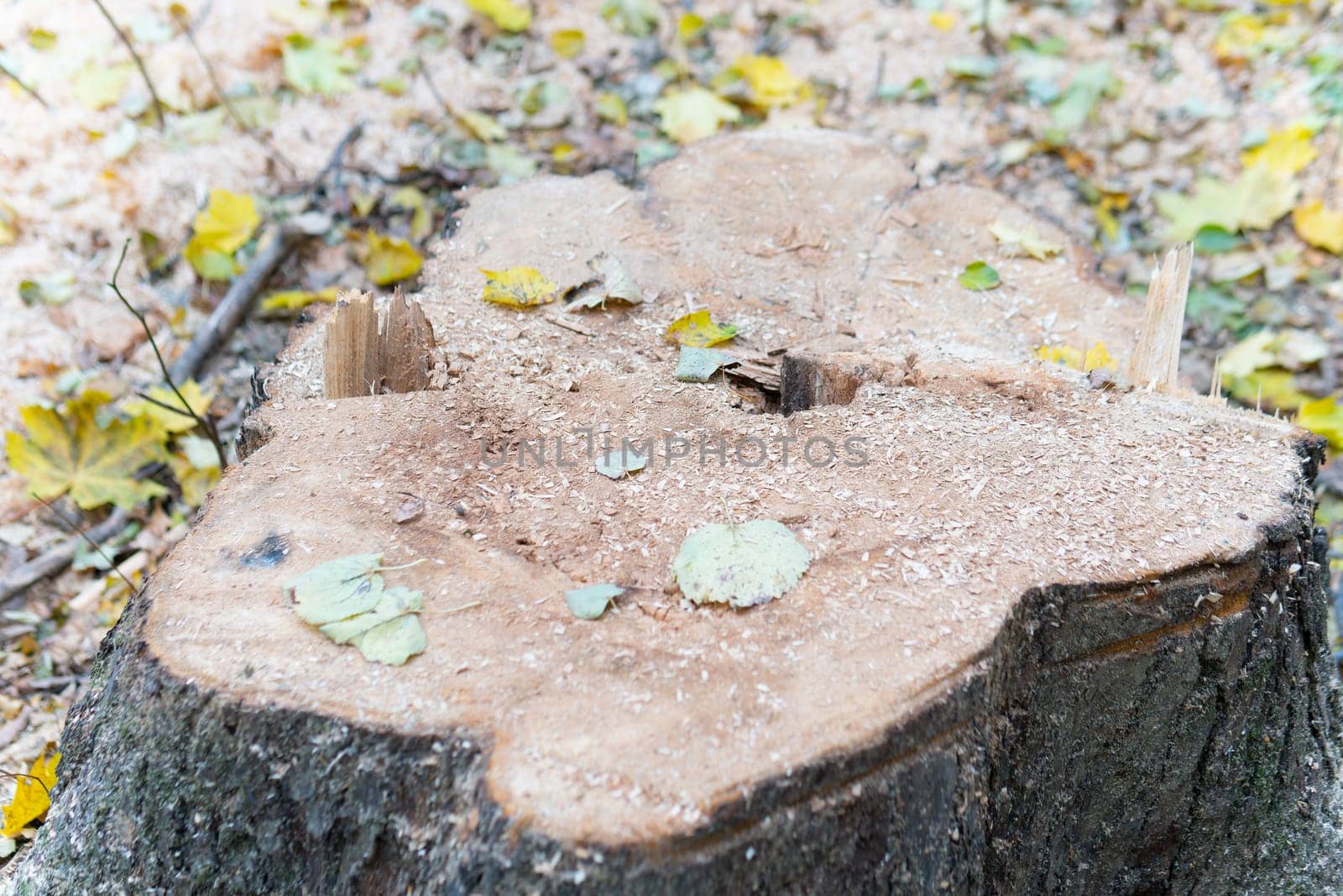 tree old cut texture oak forest background wood trunk stump circle nature natural