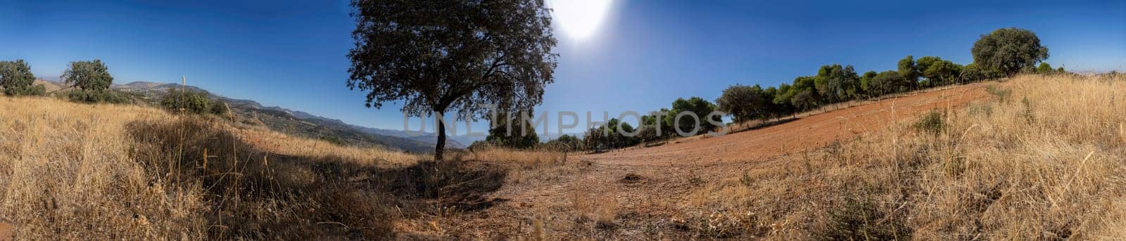 A breathtakingly beautiful rural scene is depicted, showcasing a solitary tree standing proudly amidst sprawling golden grasslands, all set against the backdrop of a stunningly bright blue sky
