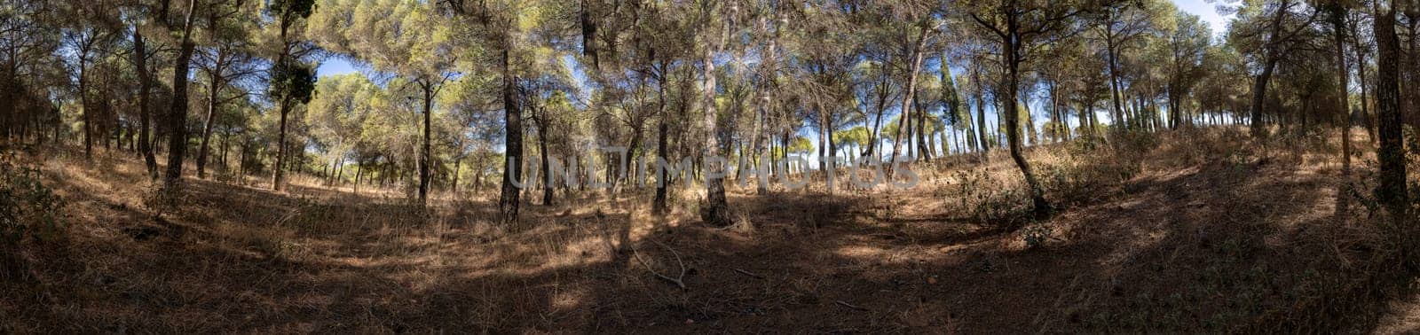 Imagine a serene forest with lush trees and sunlight filtering through vibrant leaves, perfect for natureinspired projects and ecofriendly initiatives that showcase outdoor beauty