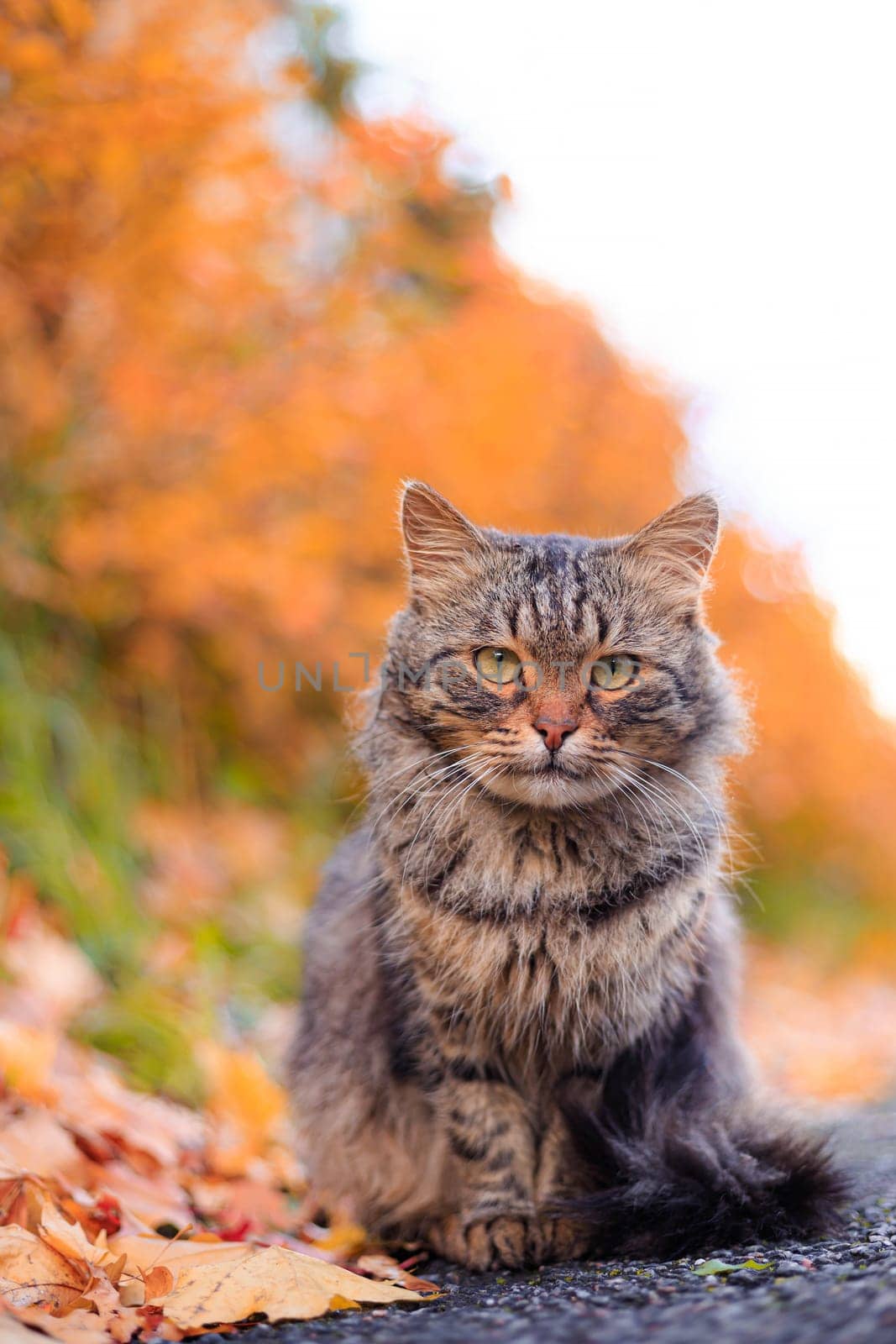 Autumn portrait of a cat. A colored cat. a pet. Photos for printed products . Autumn is golden . Animal. High quality photo