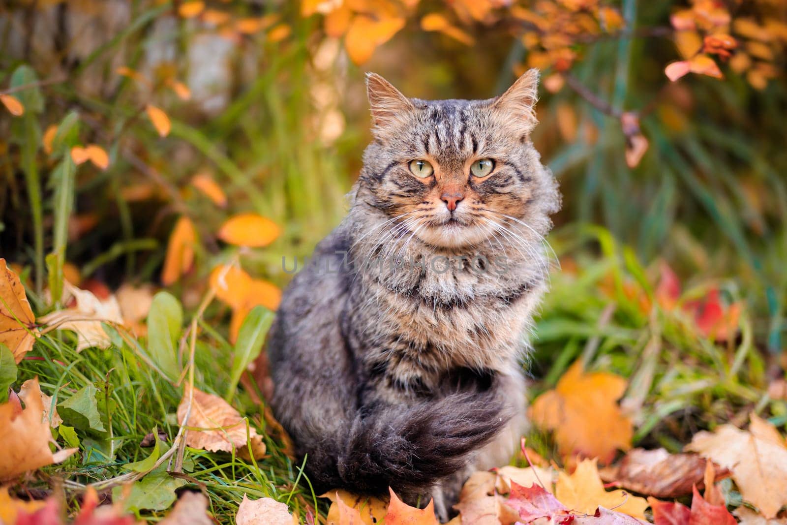 Autumn portrait of a cat. A colored cat. a pet. Photos for printed products . Autumn is golden . Animal. High quality photo