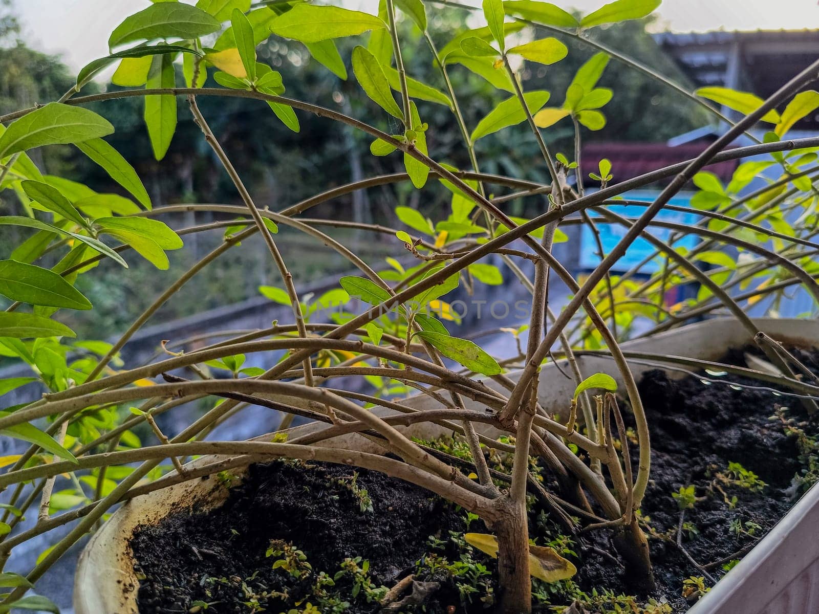 View of dense green plant. Green plant nature background.