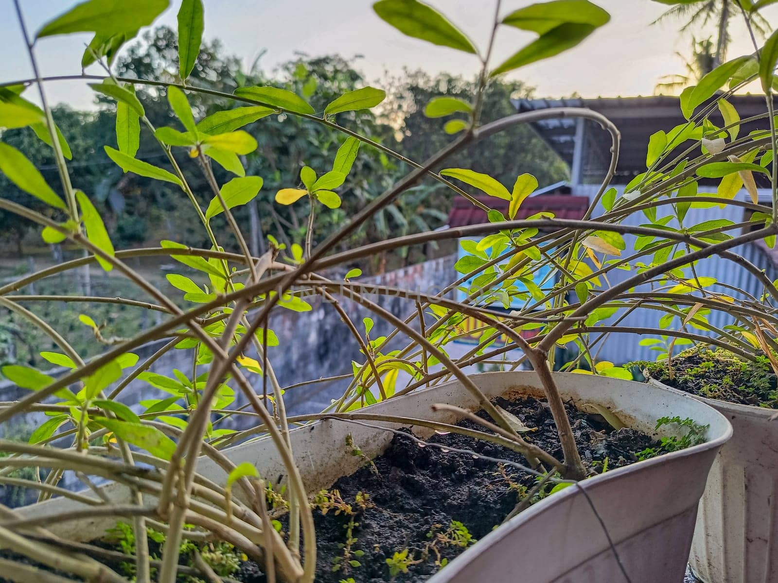 View of dense green plant. Green plant nature background.