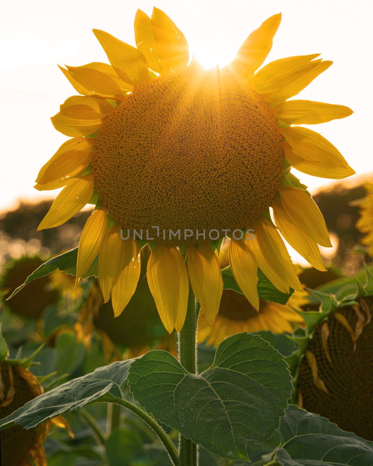 Sunflower, Helianthus annuus by alfotokunst