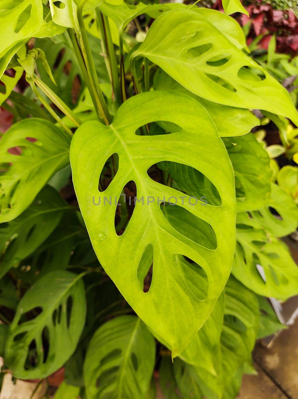 Potted plant with exotic foliage of monstera adansonii.