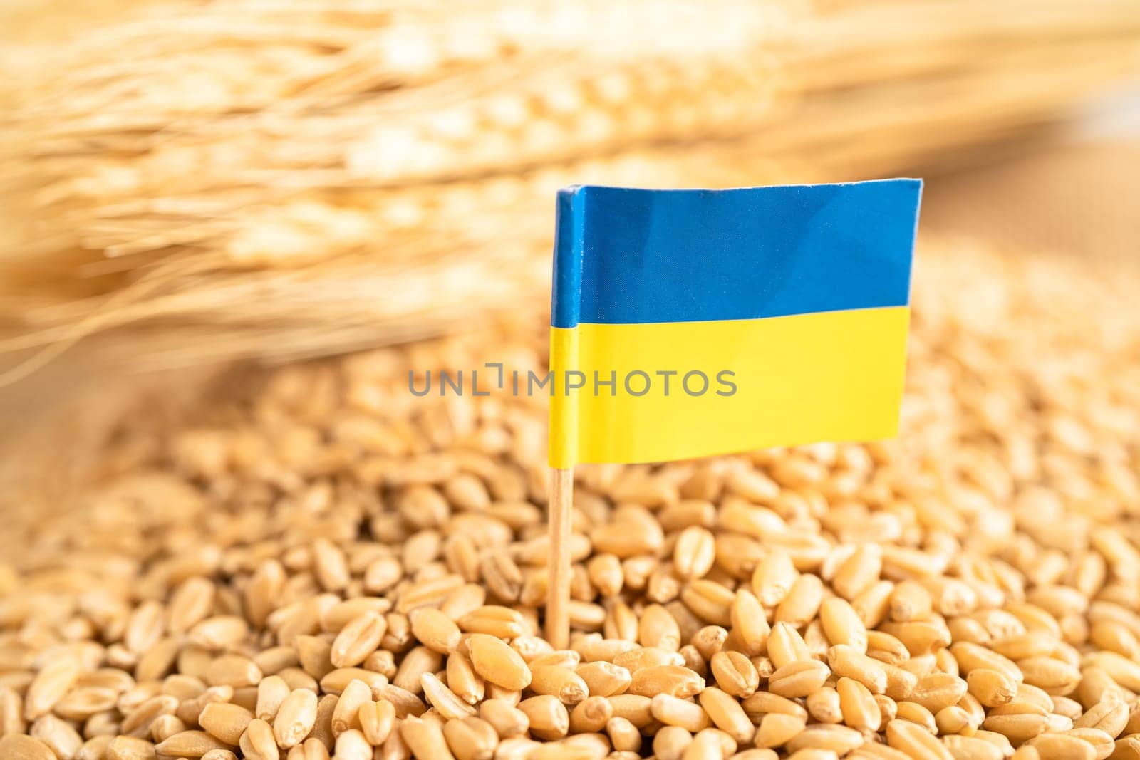 Grains wheat with Ukraine flag, trade export and economy concept.