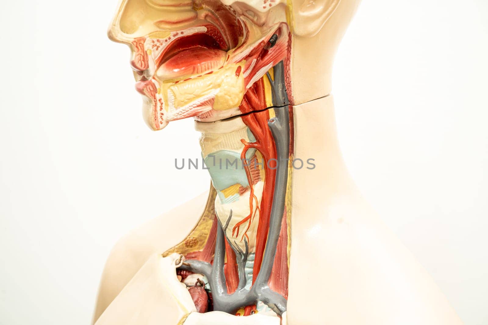 The throat, pharynx and larynx model anatomy for medical training course, teaching medicine education.