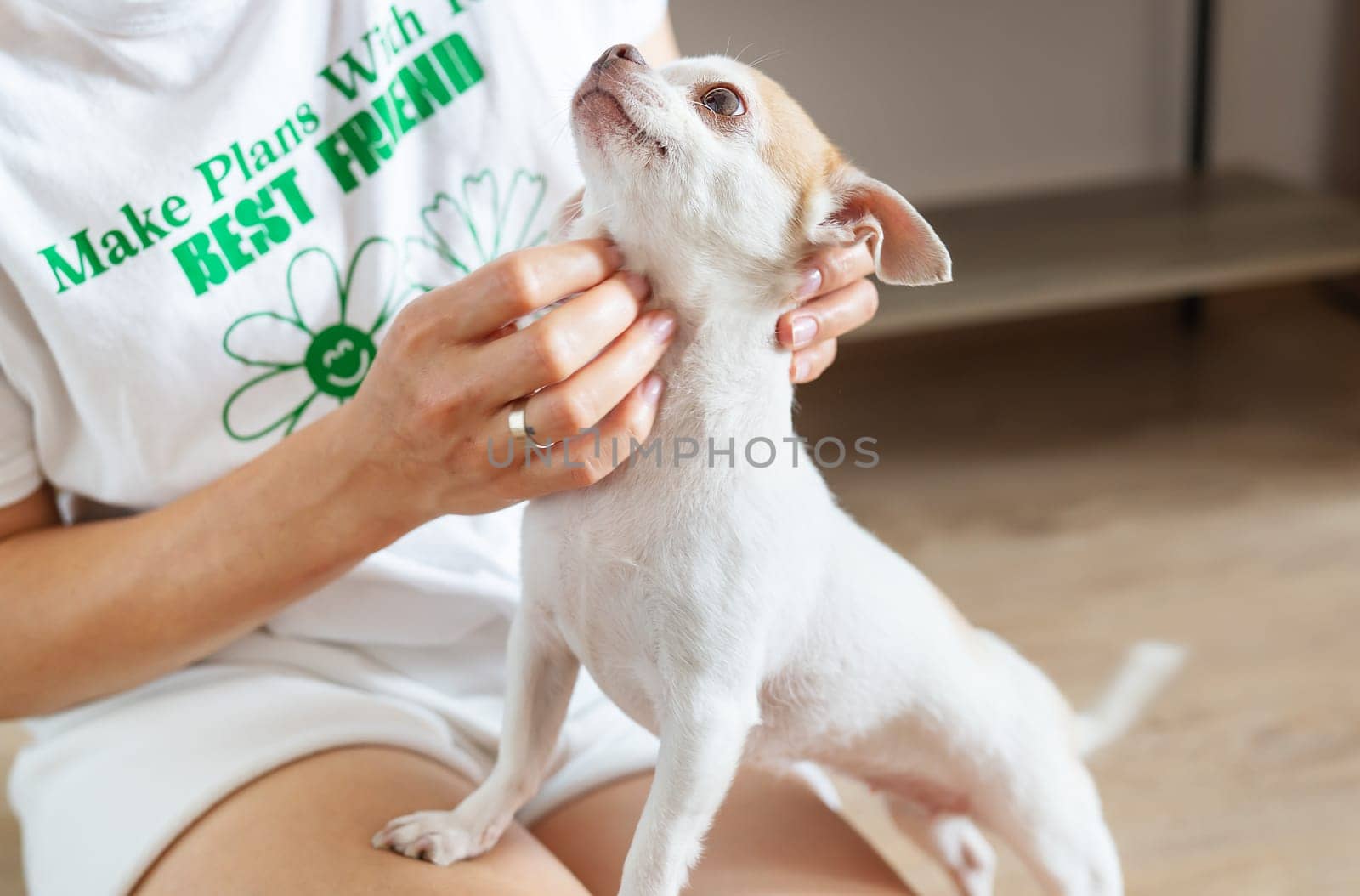 Portrait of a happy dog. Portrait of a white and beige Chihuahua dog being petted by a girl, caring for a pet