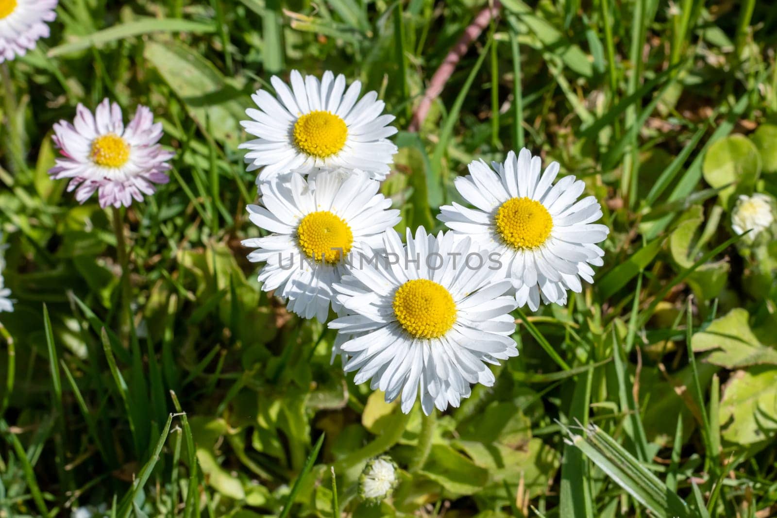 Small daisy flowers among green grass close up