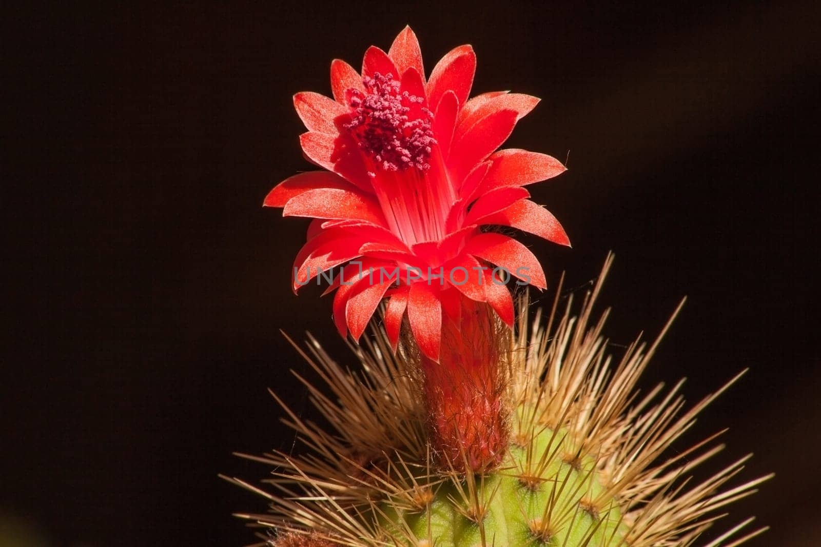 Cleistocactus samaipatanus flower 8803 by kobus_peche