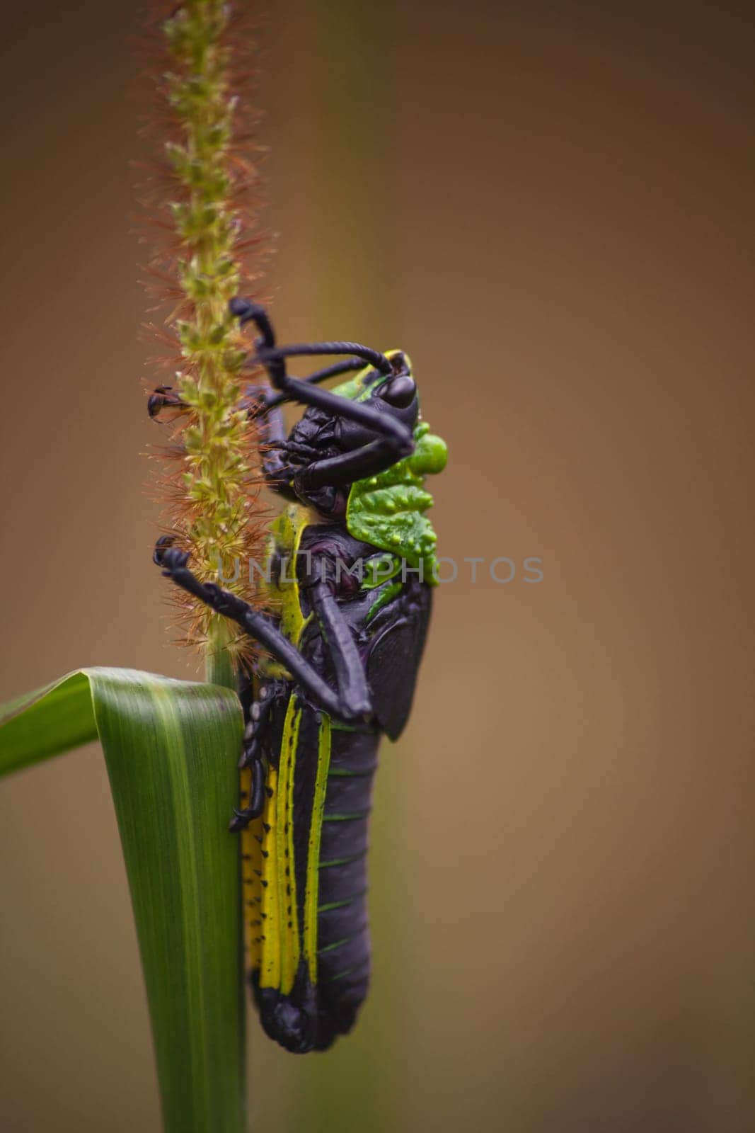Toxic Milkweed Grasshopper (Phymateus morbillosus) nymph 13926 by kobus_peche