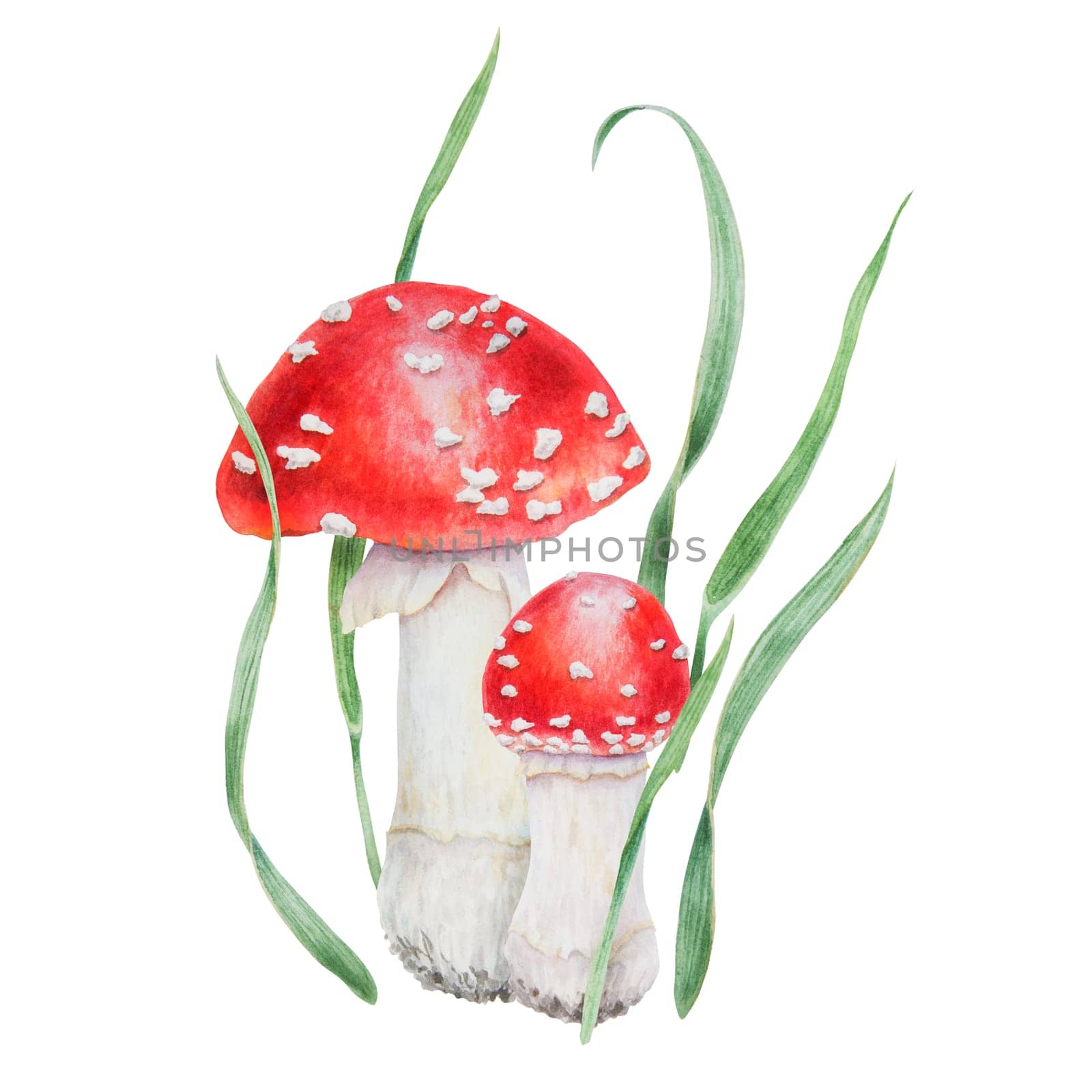 Red fly agaric. Watercolor hand drawn illustration. Realistic botanical Amanita muscaria mushroom clip art for eco goods, textiles, natural herbal medicine, healthy tea, cosmetics, homeopatic remedies.