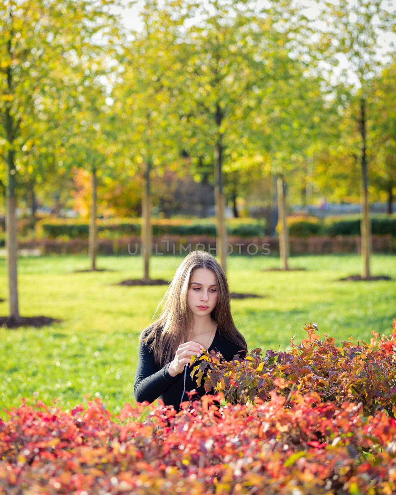 Portrait of a beautiful girl near a red-yellow bush in an autumn park