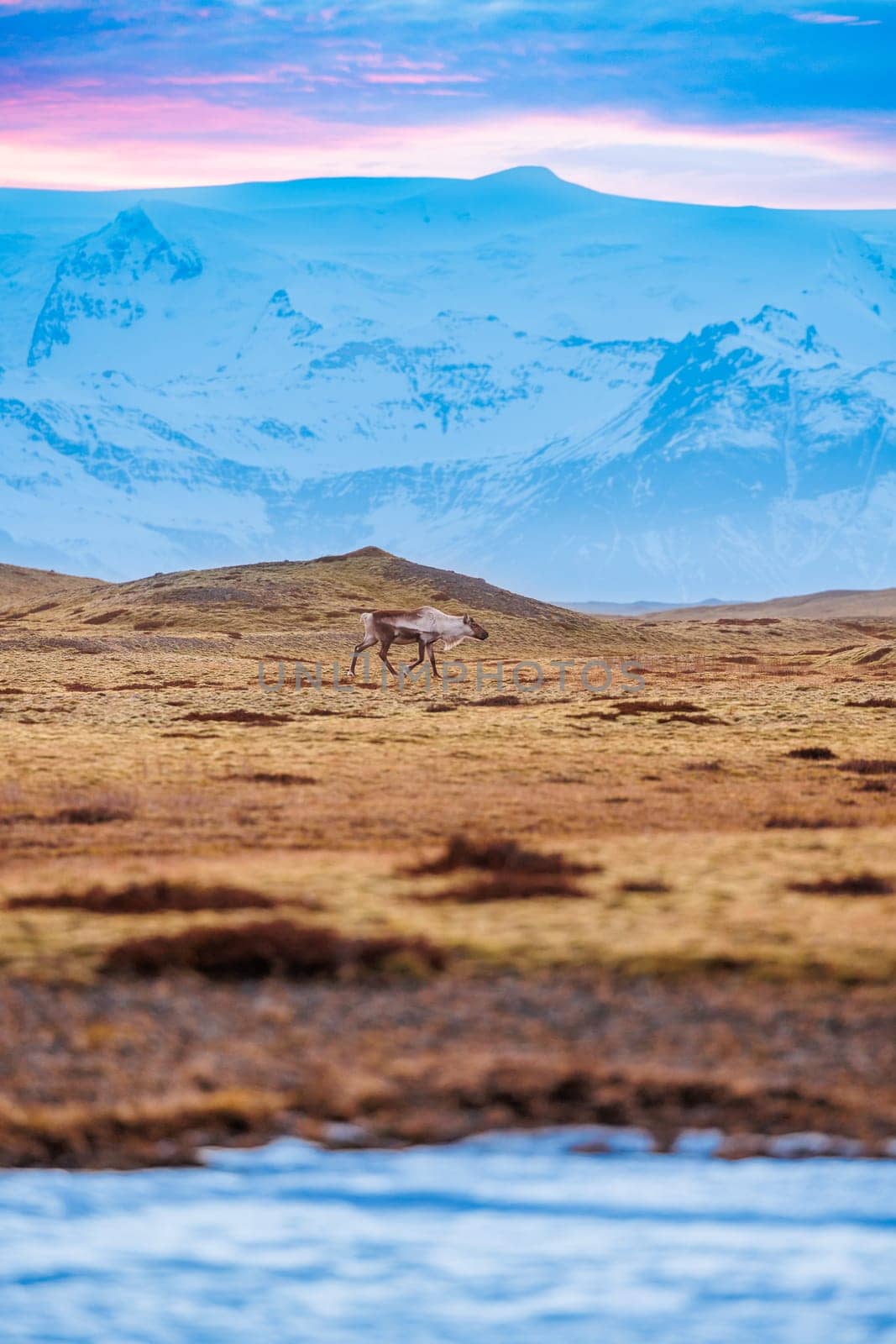 Mooses walking around snowy setting and fields with huge snow covered hills, forming icelandic landscape. Scandinavian wildlife polar fauna in iceland, natural snowy mountains in winter.