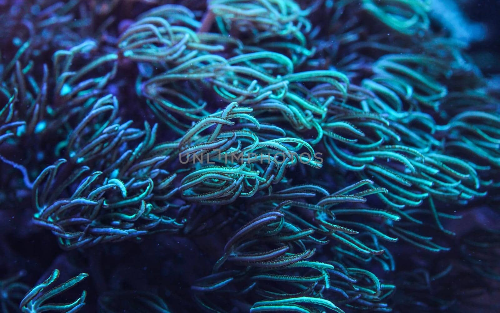 Underwater photo - coral with tentacles emitting blue under UV light, beautiful abstract marine organic background.