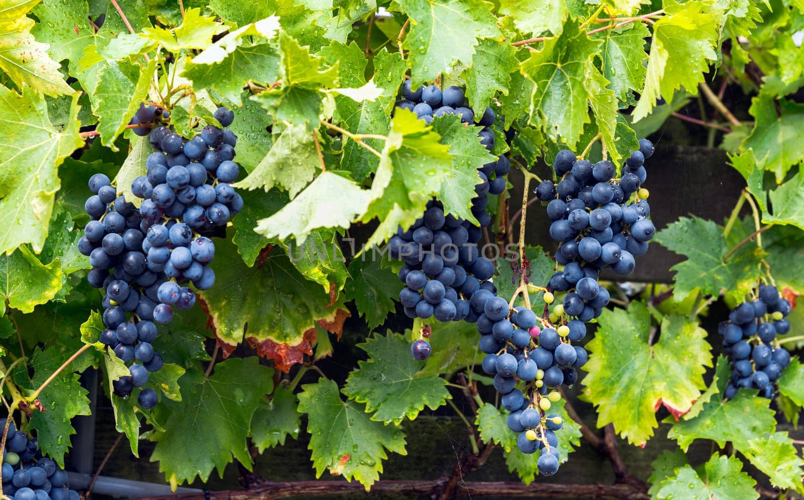 Clusters of ripe purple grapes hanging from a lush vineyard backdrop. Perfect for themes of agriculture, freshness, and harvest in a natural setting