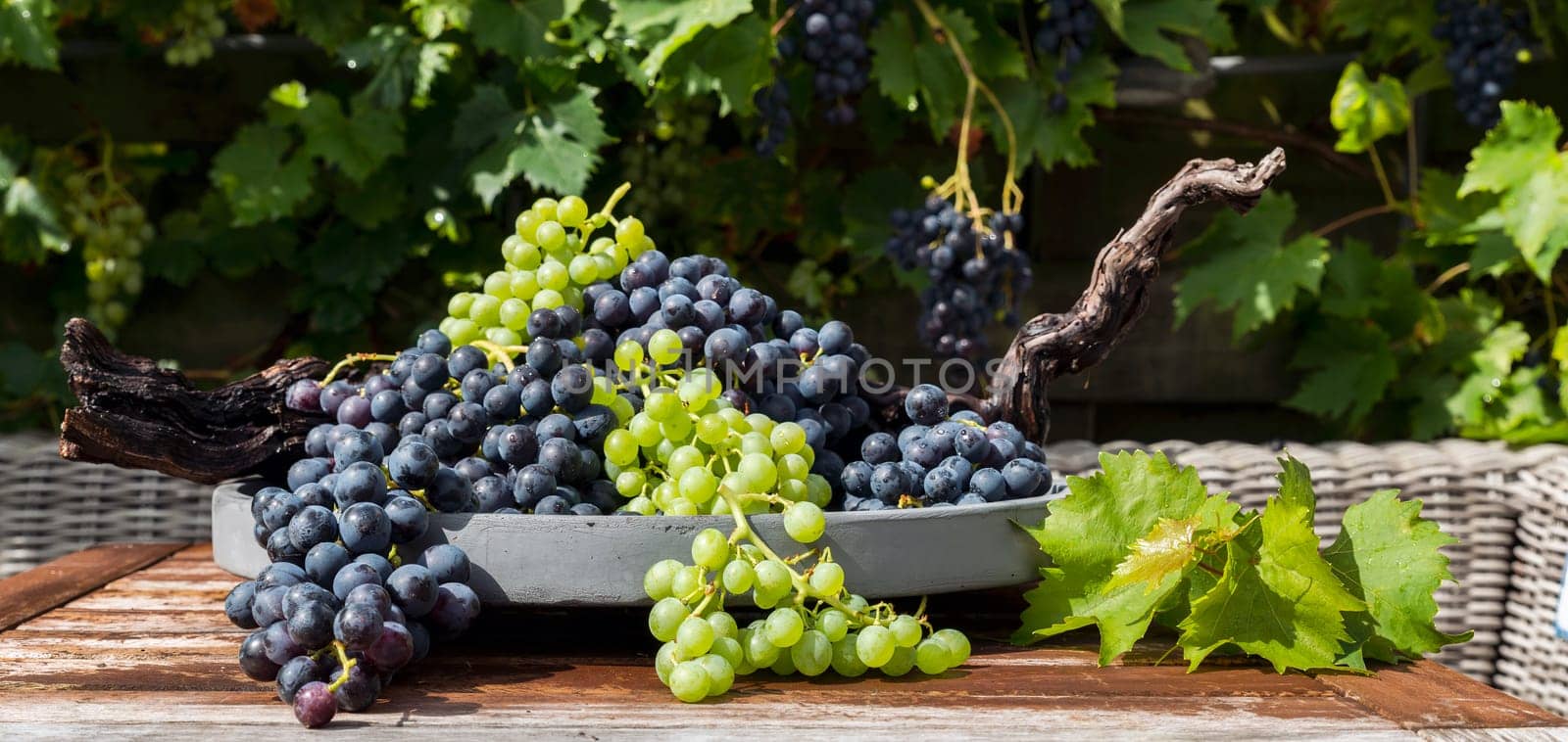 decoration of bunches blue and white grapes on a scale with grape branches and leaves and the grape plant as background