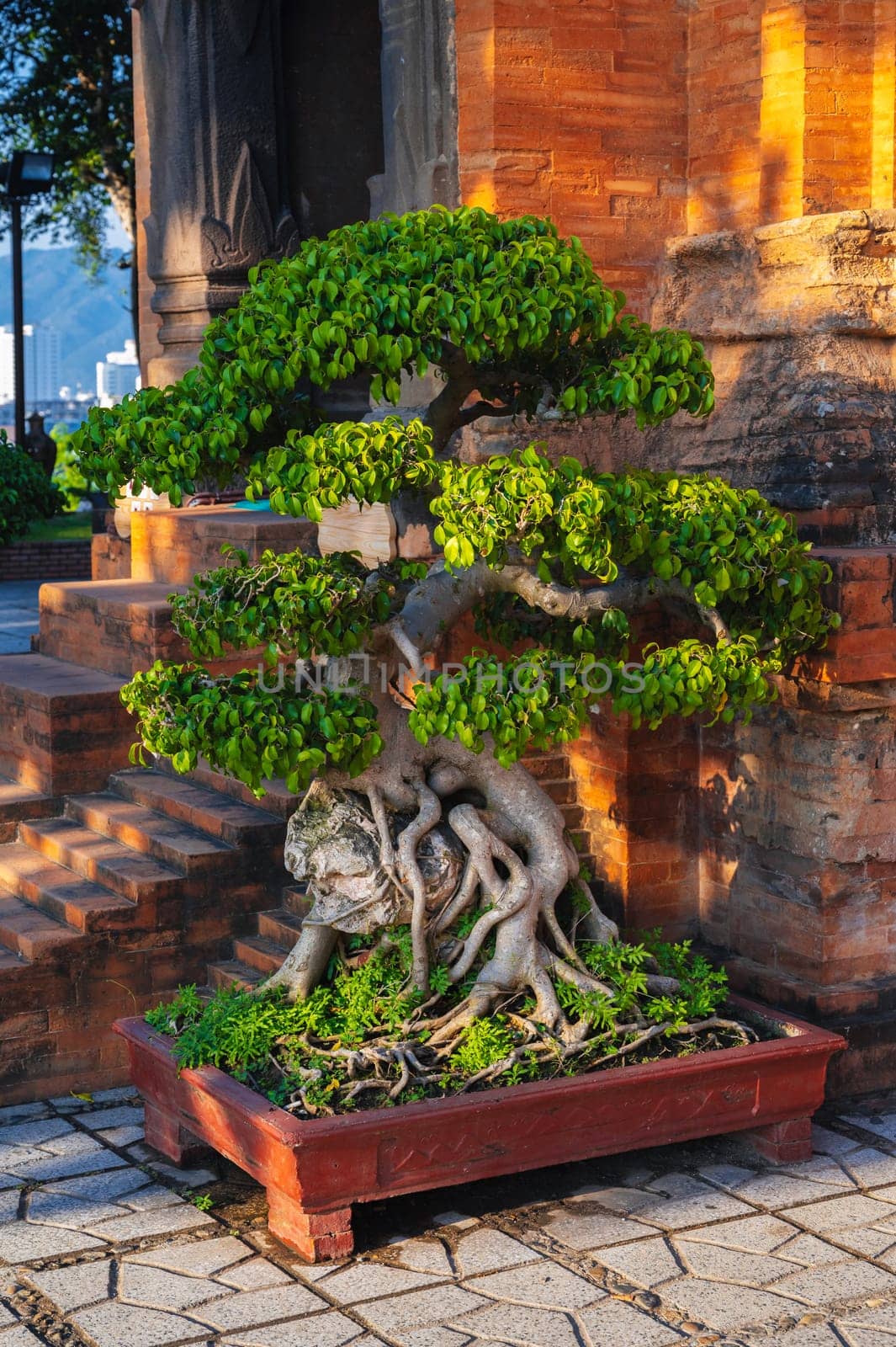 bonsai tree in a pot in a garden on a pagoda in Vietnam in Asia in the summer outside