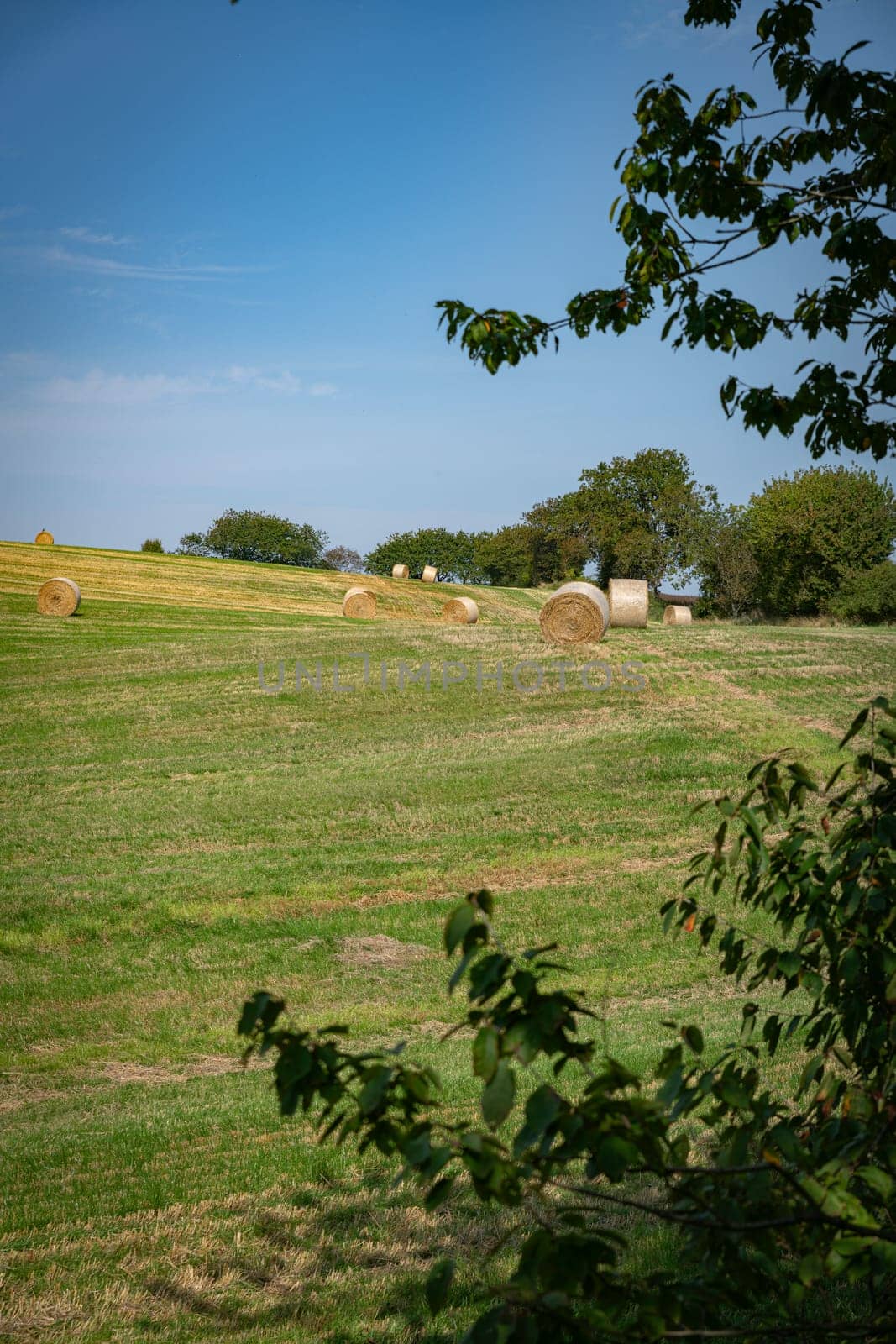 A serene countryside scene featuring hay bales scattered across a lush green field beneath a clear blue sky. The landscape exudes tranquility and rural charm, perfect for agriculture themes