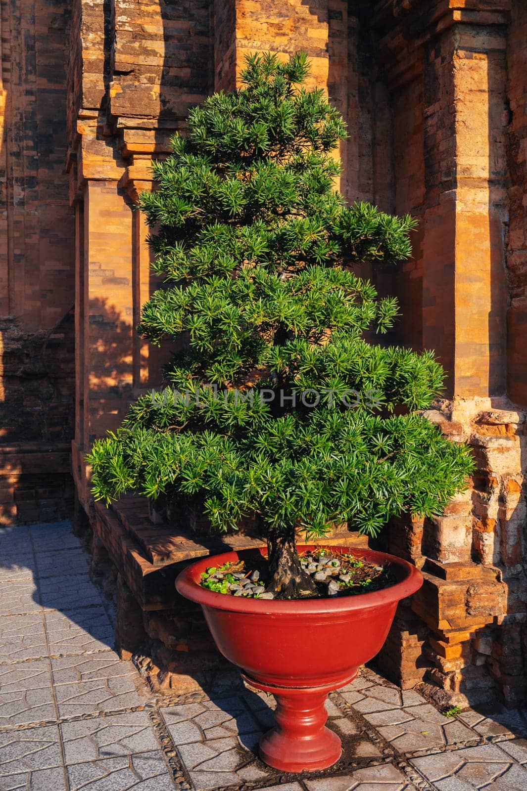 cypress bonsai tree in a pot in a garden on a pagoda in Vietnam in Asia in the summer outside