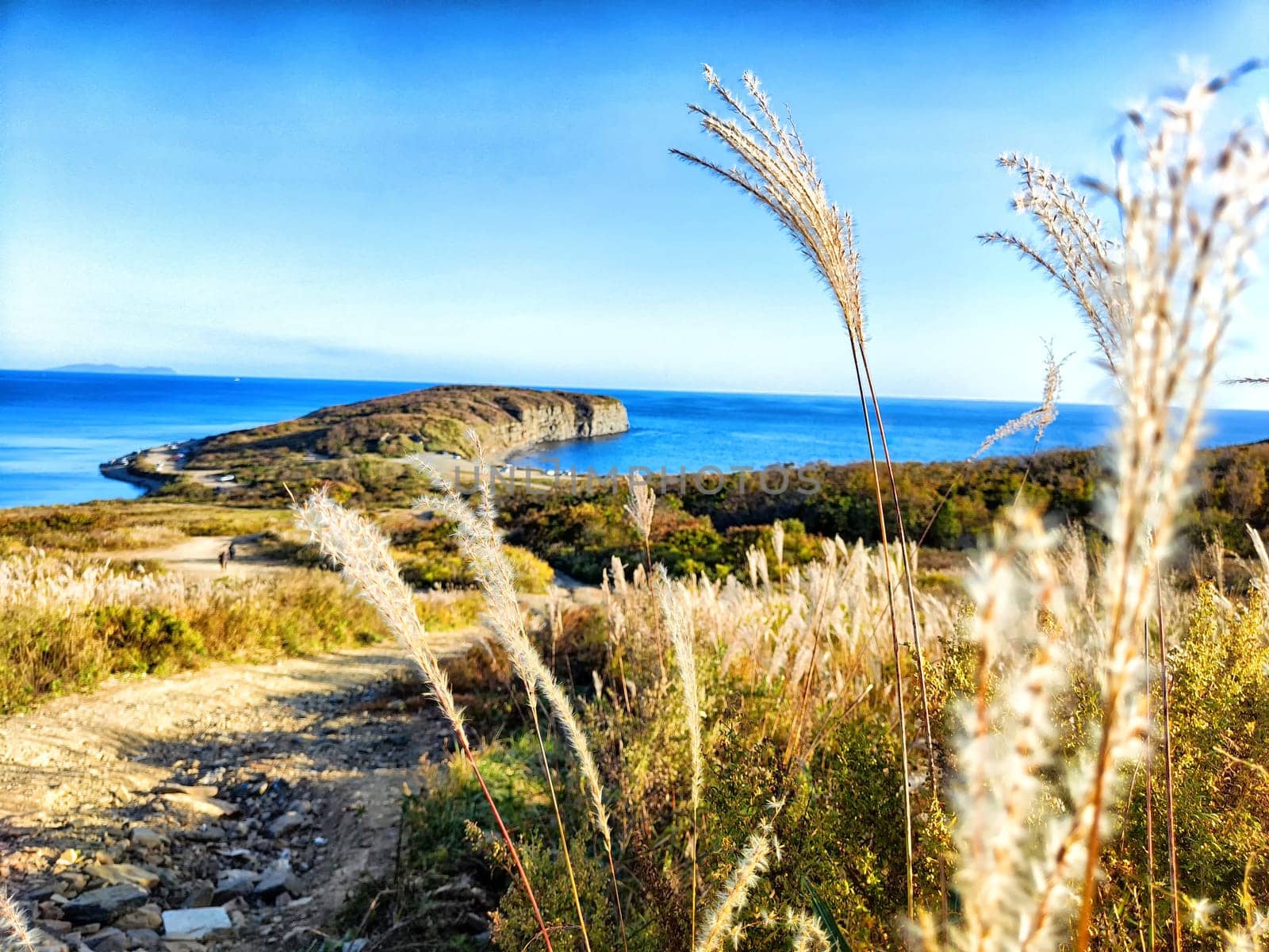 Tall grass sways gently in the breeze overlooking a tranquil coastline and calm blue water.