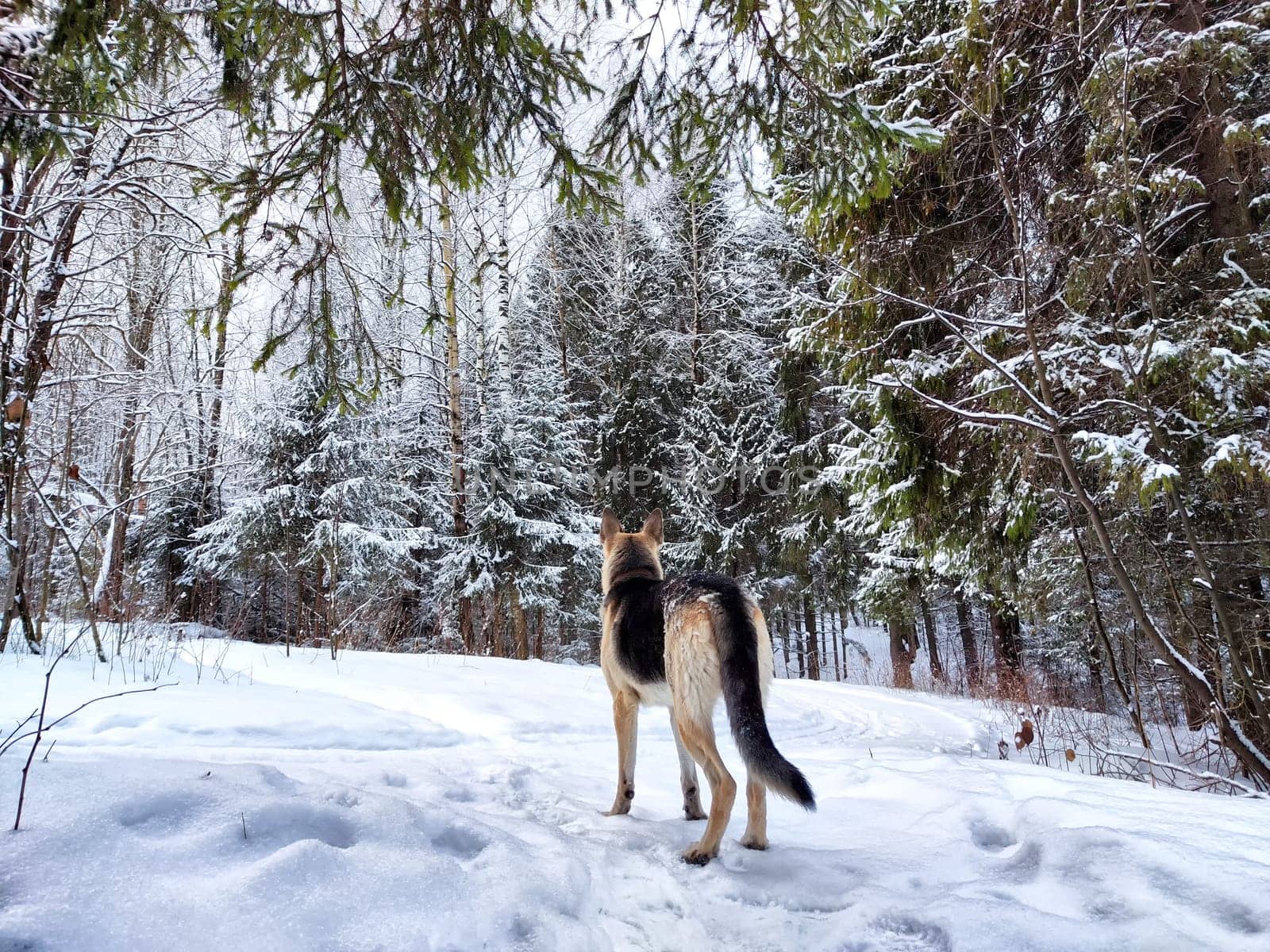 Dog German Shepherd in winter day, white snow and tree around. Waiting eastern European dog veo in park or forest