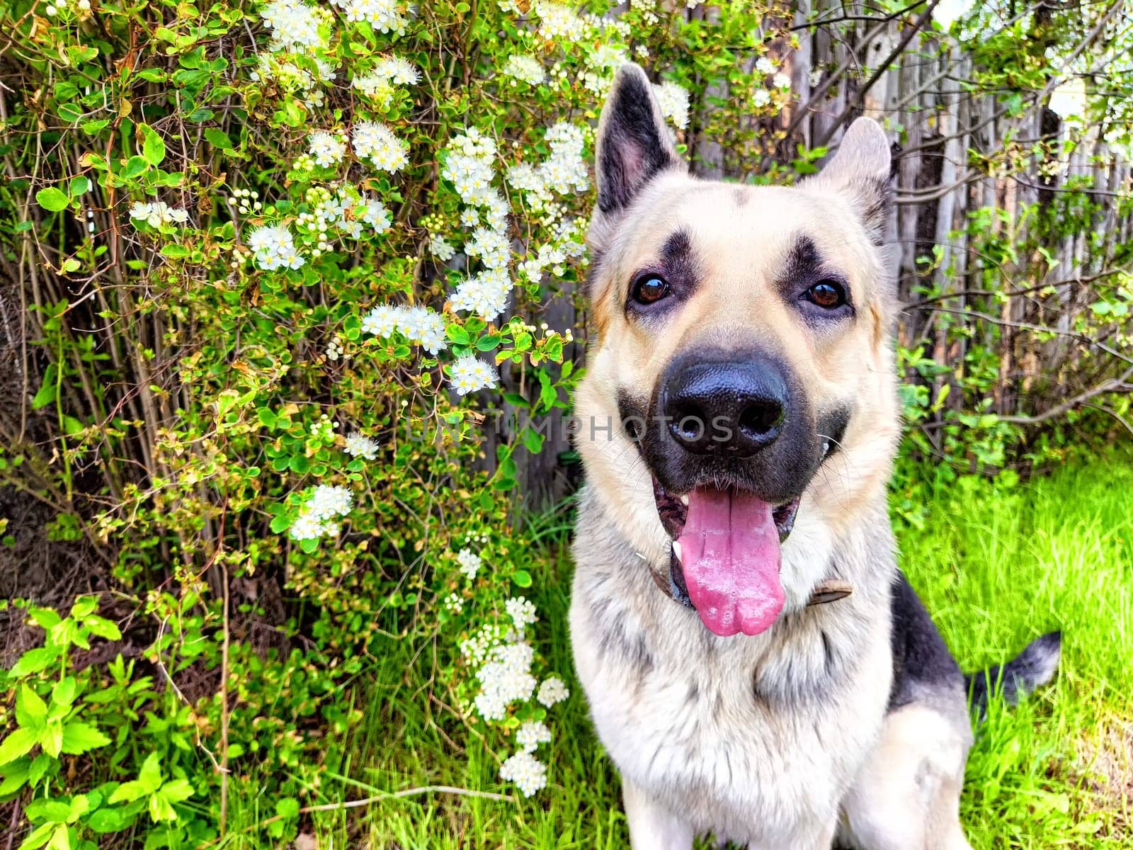 Dog German Shepherd near white flower in summer day. Russian eastern European dog veo
