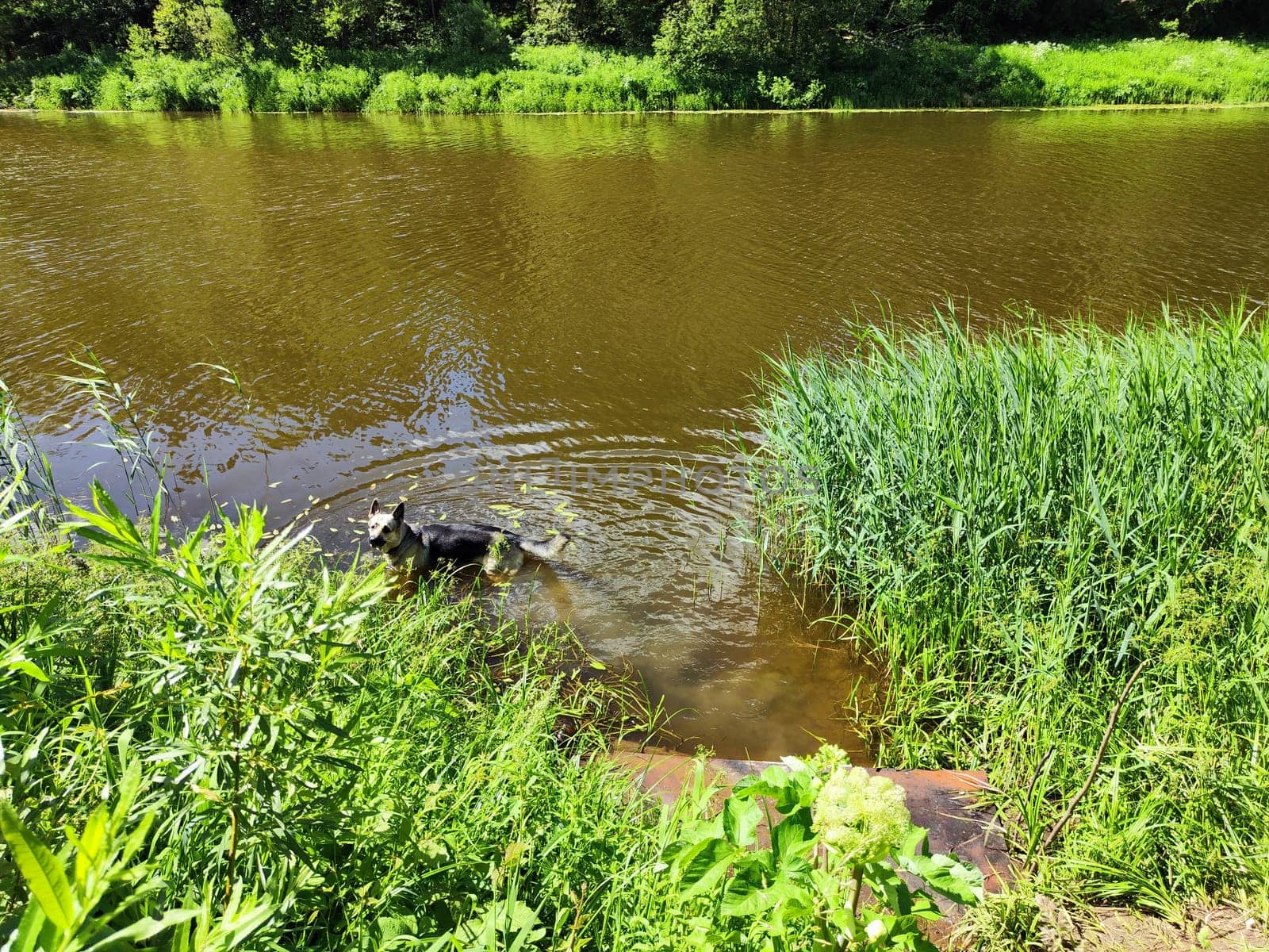 A dog splashes in a tranquil river, enjoying the warm weather among tall grasses and greenery.