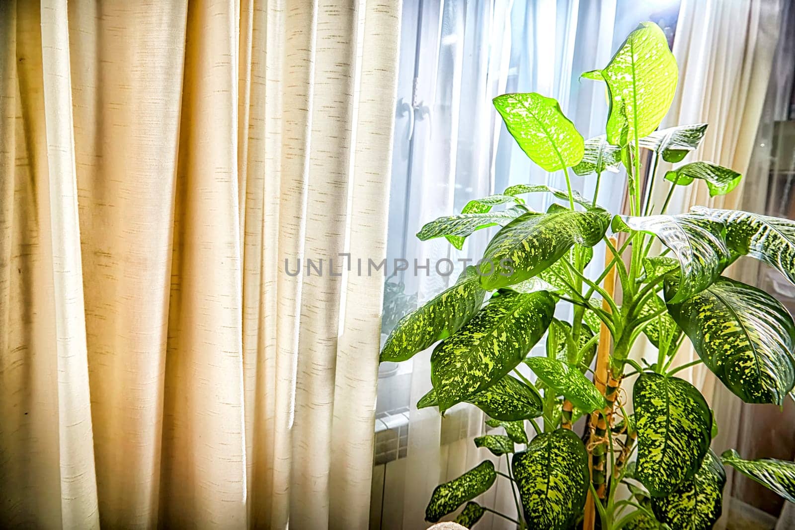 Dieffenbachia plant in a pot on stool by window. Retro interior in light colors. Background with green leaves and fabric. Place for text and copy space