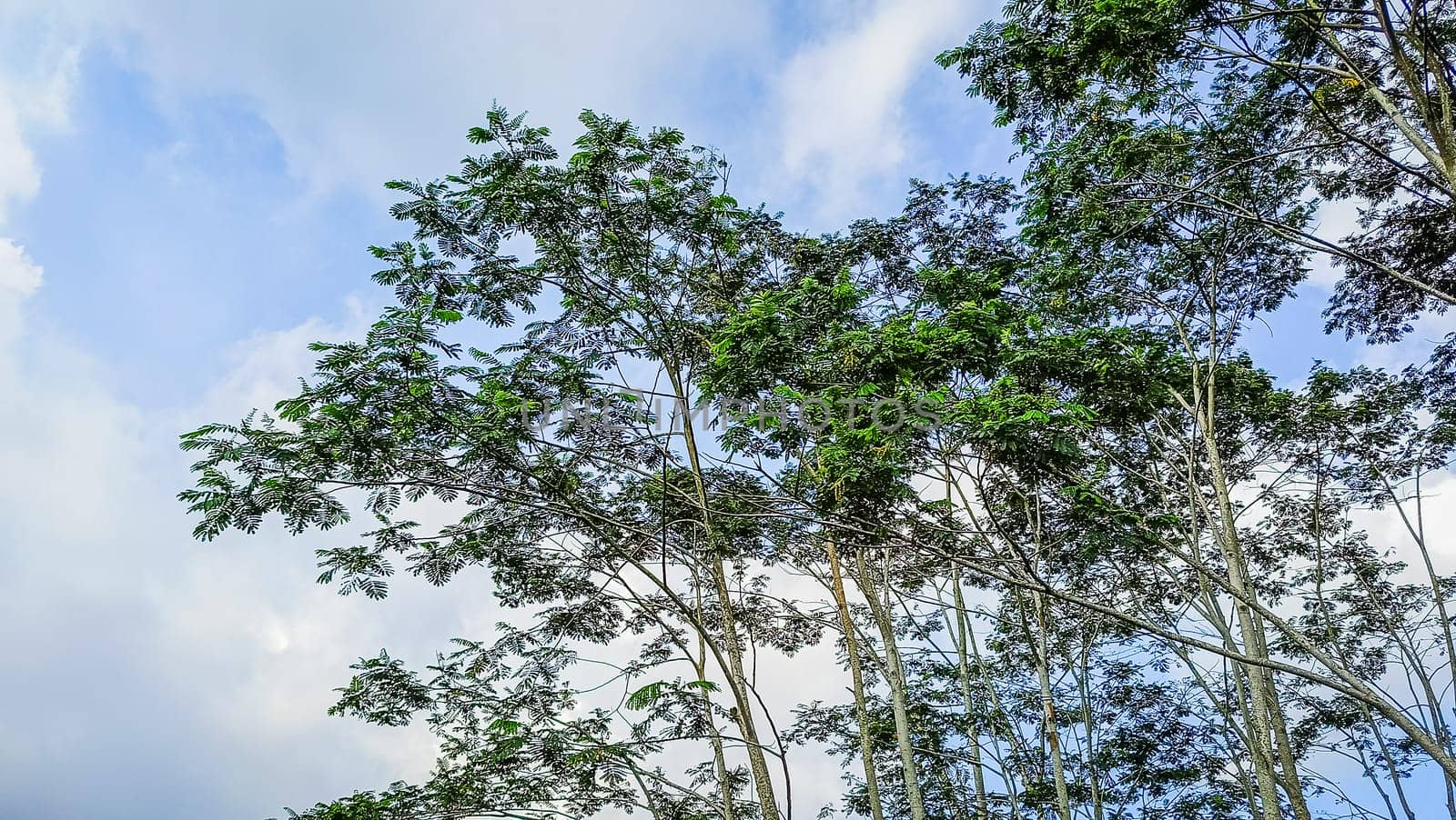 Observing the sunlight filtering through the trees in a forest, surrounded by a natural landscape of terrestrial plants, trunks, twigs, grass, and various shades of wood