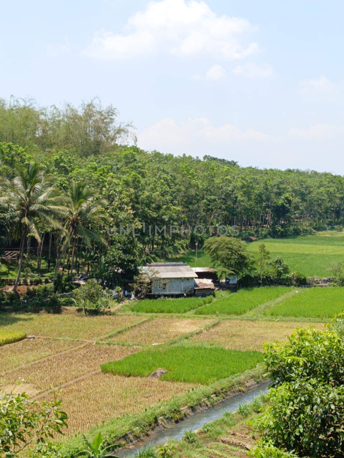 A field of rice with a river running through it. The river is green and the rice is brown