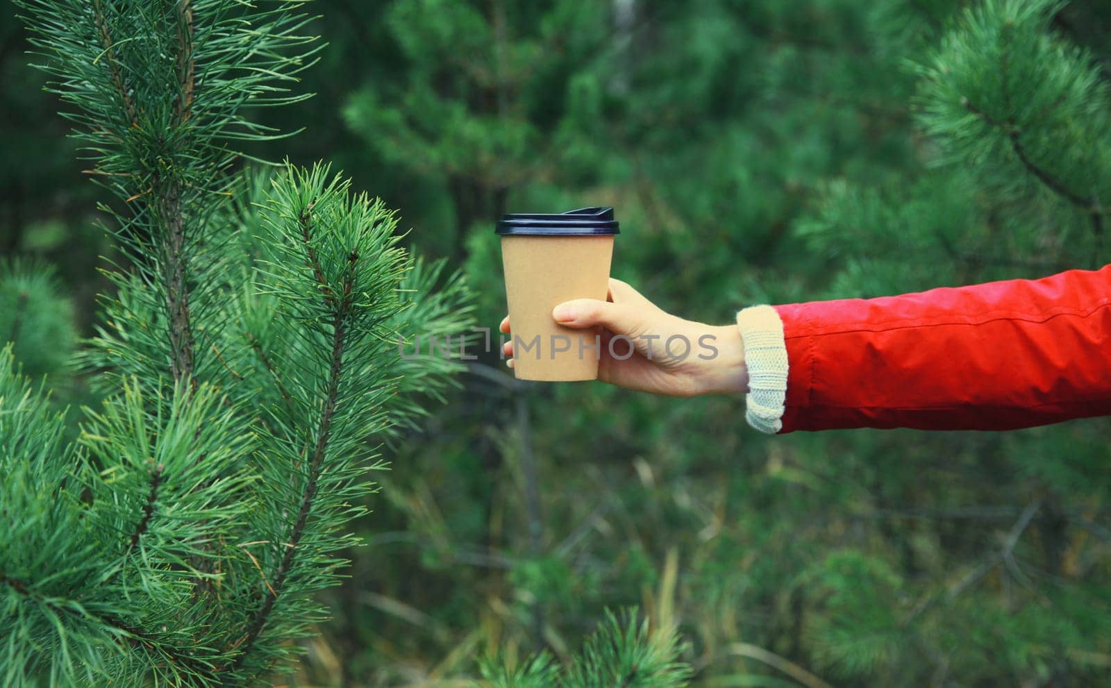 Close up female hand holding cup of hot coffee drink against Christmas trees in winter forest