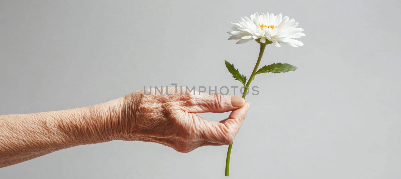 Wrinkled hand holding a white daisy flower, representing aging, care, and remembrance