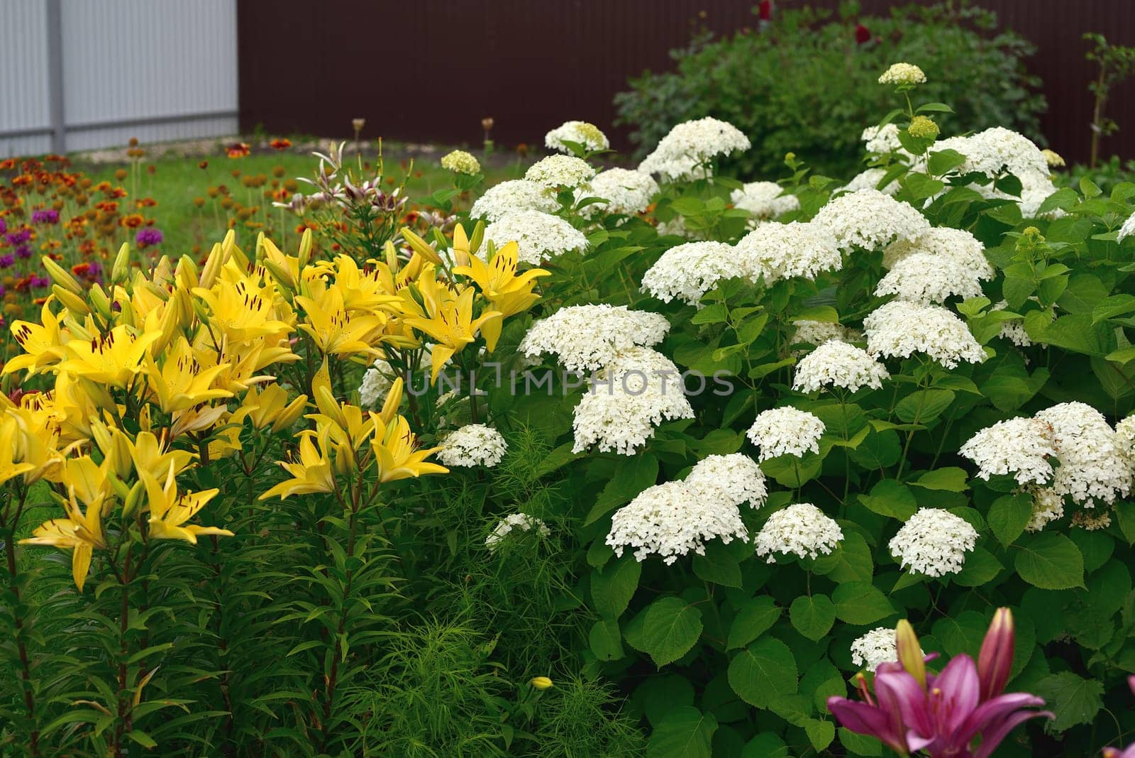 Bush of white abundantly blooming hydrangea in garden