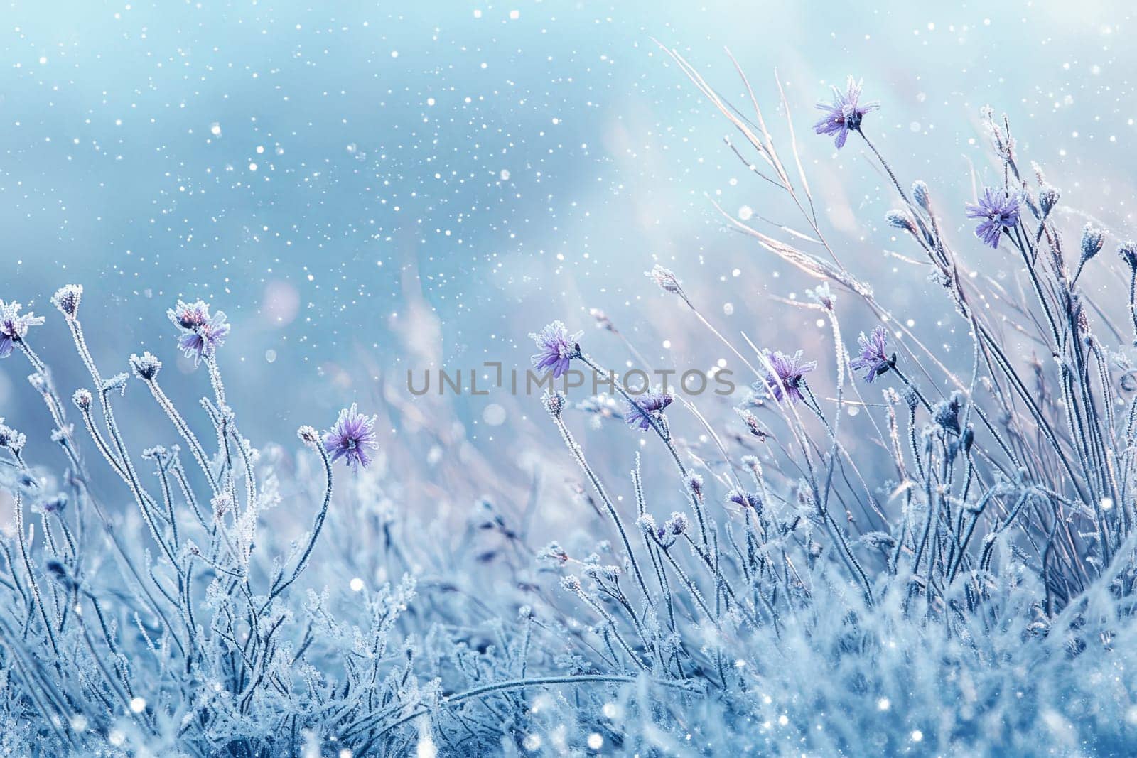 Delicate blue flowers covered with frost. Night frosts. Early winter. High quality photo