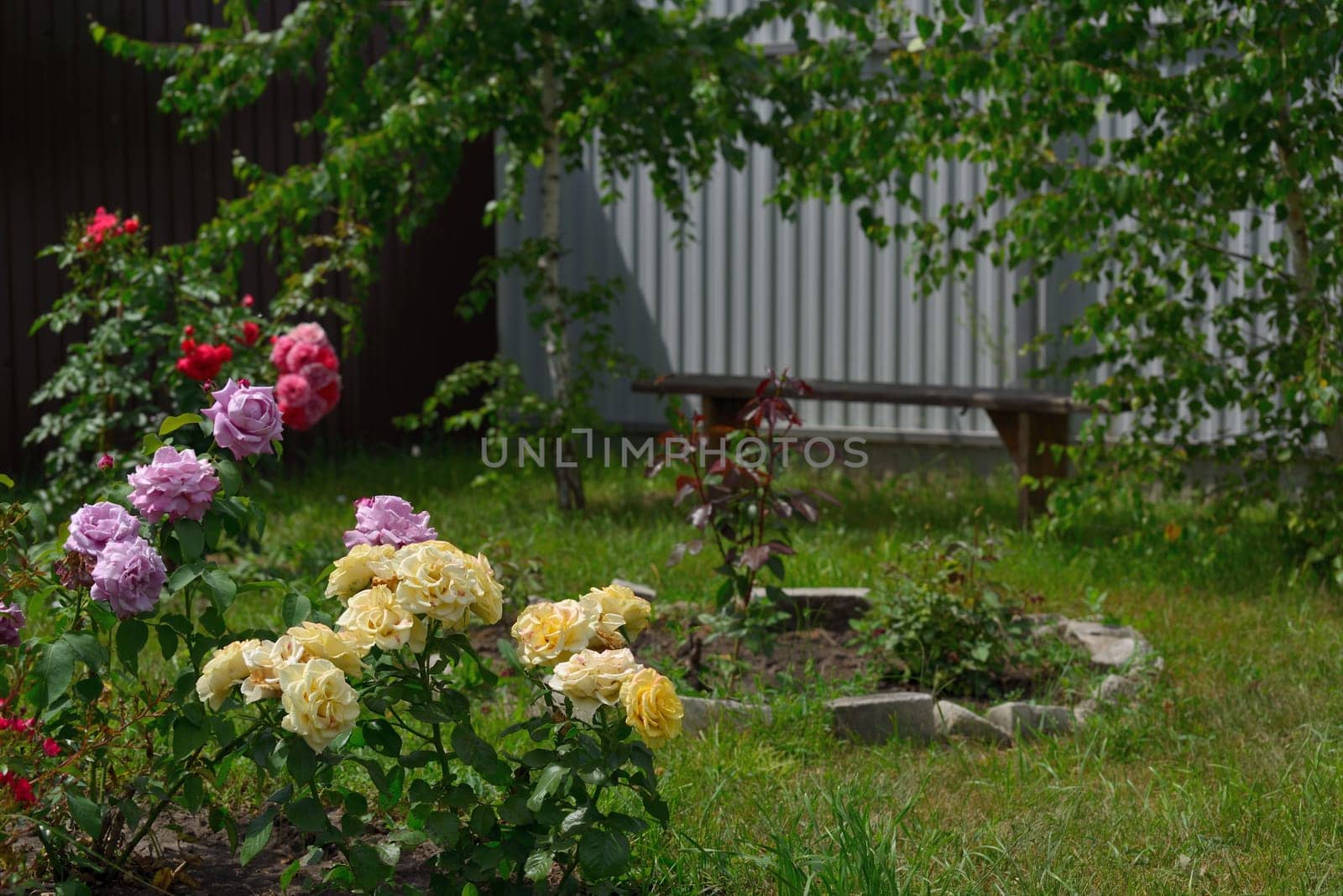A fragment of a courtyard with roses, trees and bench