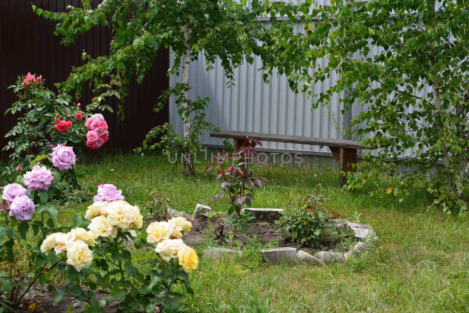 A fragment of a courtyard with roses, trees and bench