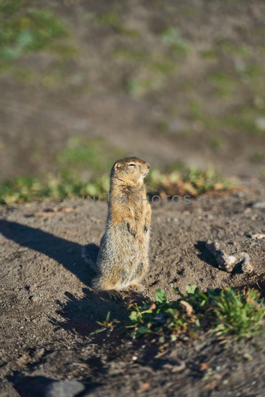A curious little squirrel stands upright on its hind legs, intently observing its vibrant and lively habitat