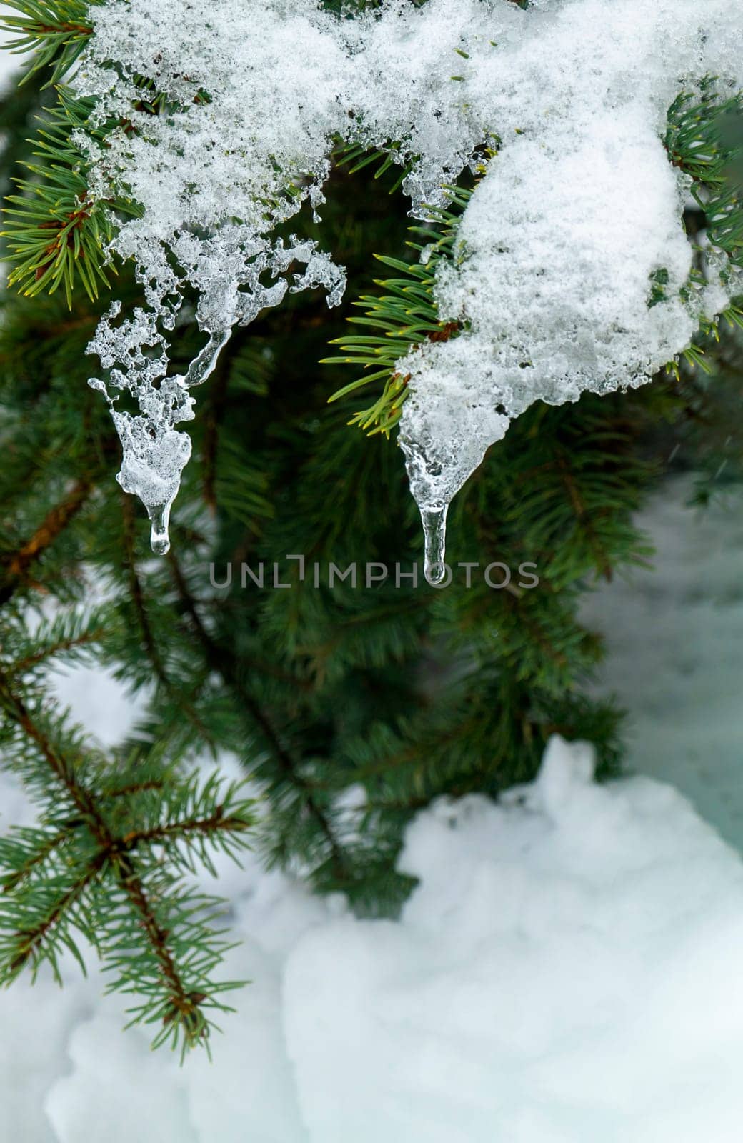 On a white background of snow. Green branches of the Christmas tree. frozen countryside scene in winter with snow. forest view, trees in ice