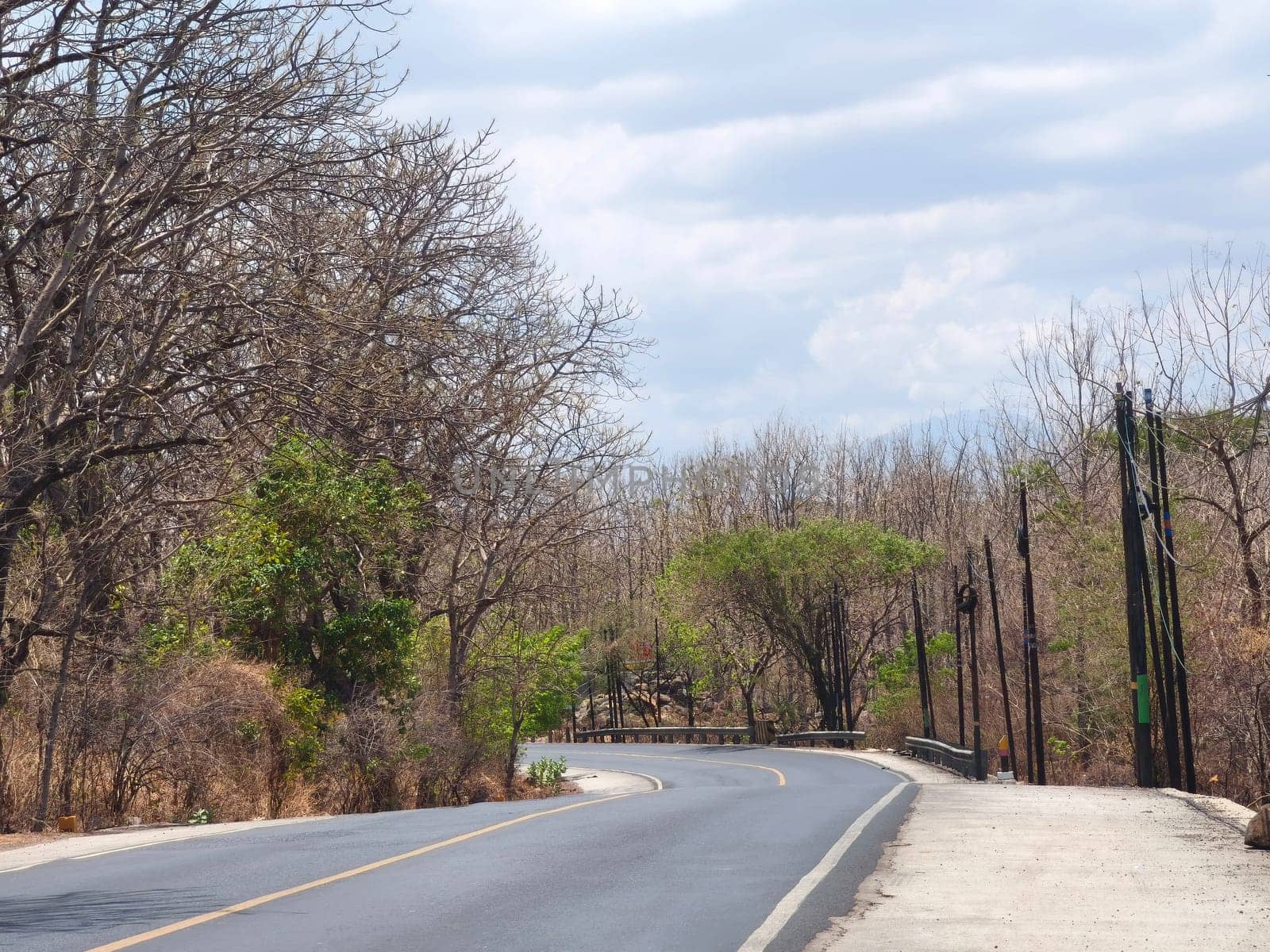 A winding asphalt road curves through a sparse forest with bare trees under a clear blue sky near National Park Baluran