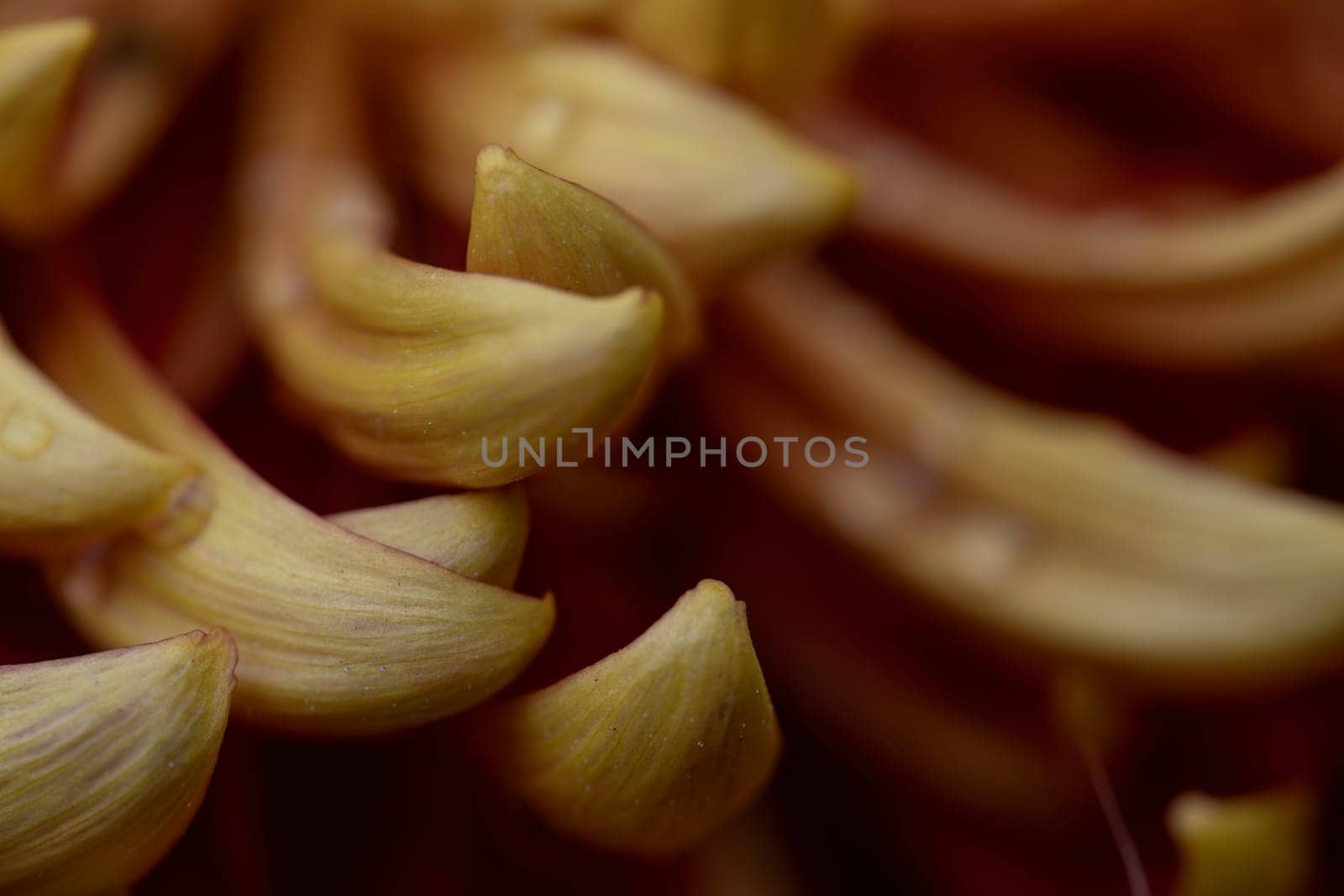 A detailed macro shot capturing the elegant spiral pattern of vibrant yellow flower petals, highlighting the intricate textures and natural beauty of the bloom