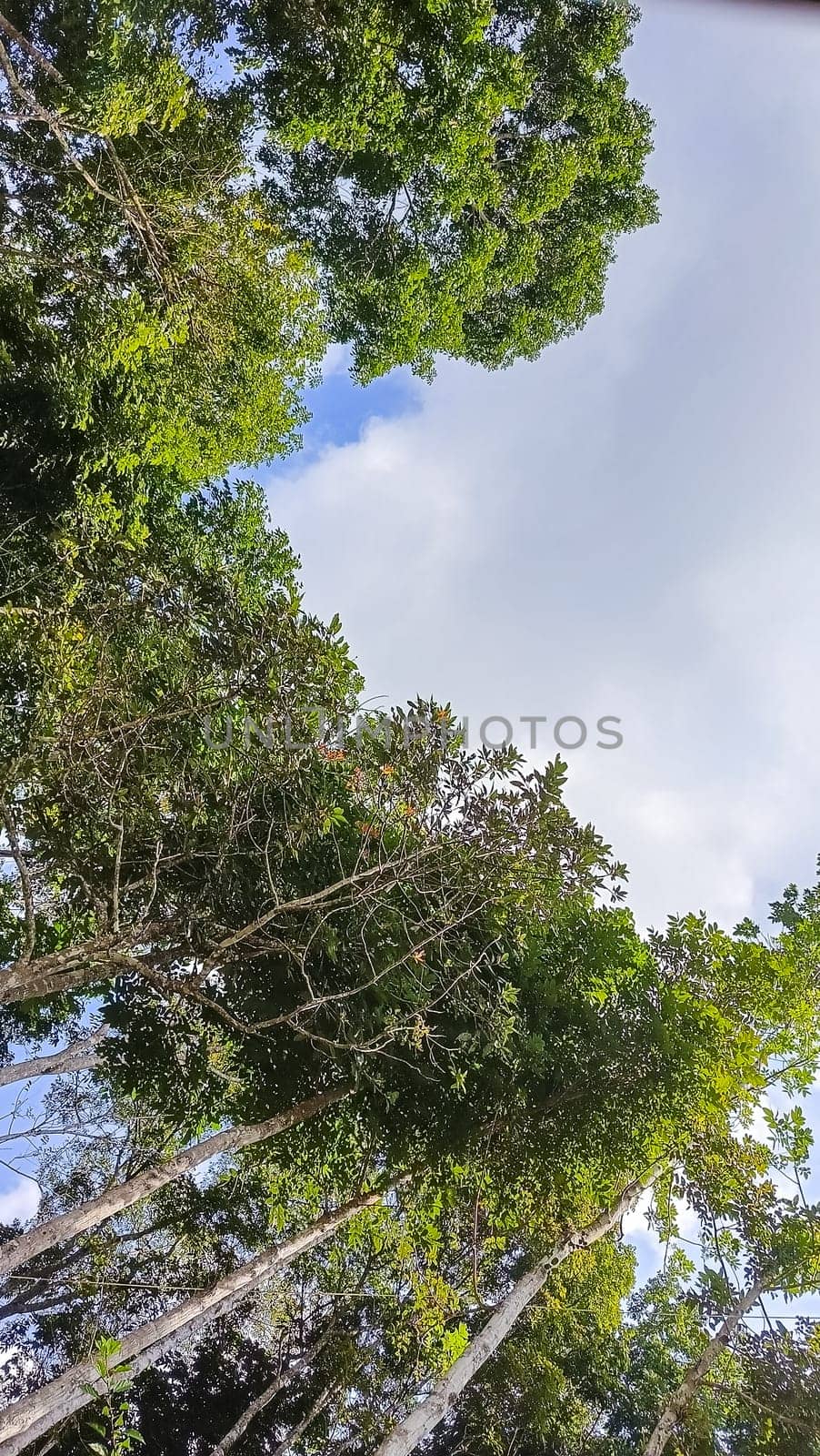 A forest with many trees and a few bushes. The trees are tall and green. The forest is full of life and is a peaceful place to be