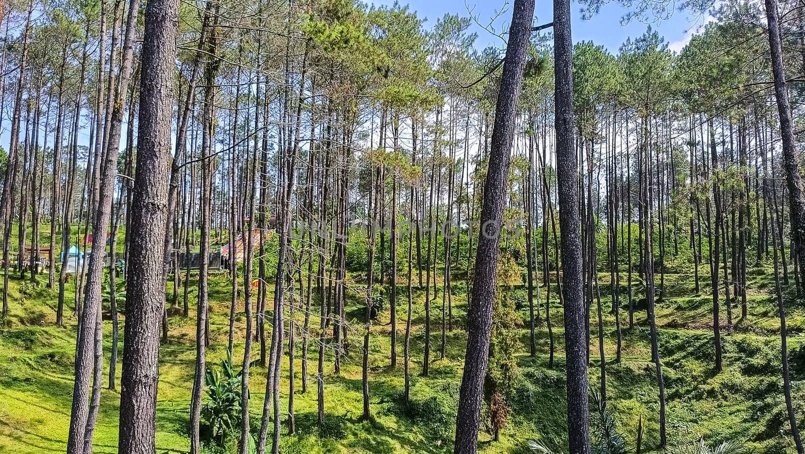 A forest with many trees and a few bushes. The trees are tall and green. The forest is full of life and is a peaceful place to be