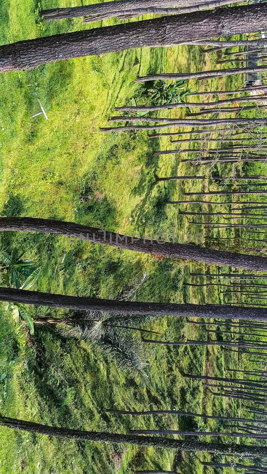 A forest with many trees and a few bushes. The trees are tall and green. The forest is full of life and is a peaceful place to be