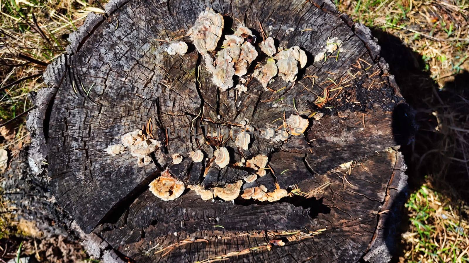 A weathered tree stump displays intricate patterns of fungi growing on its surface, highlighting the beauty of nature\'s decay.