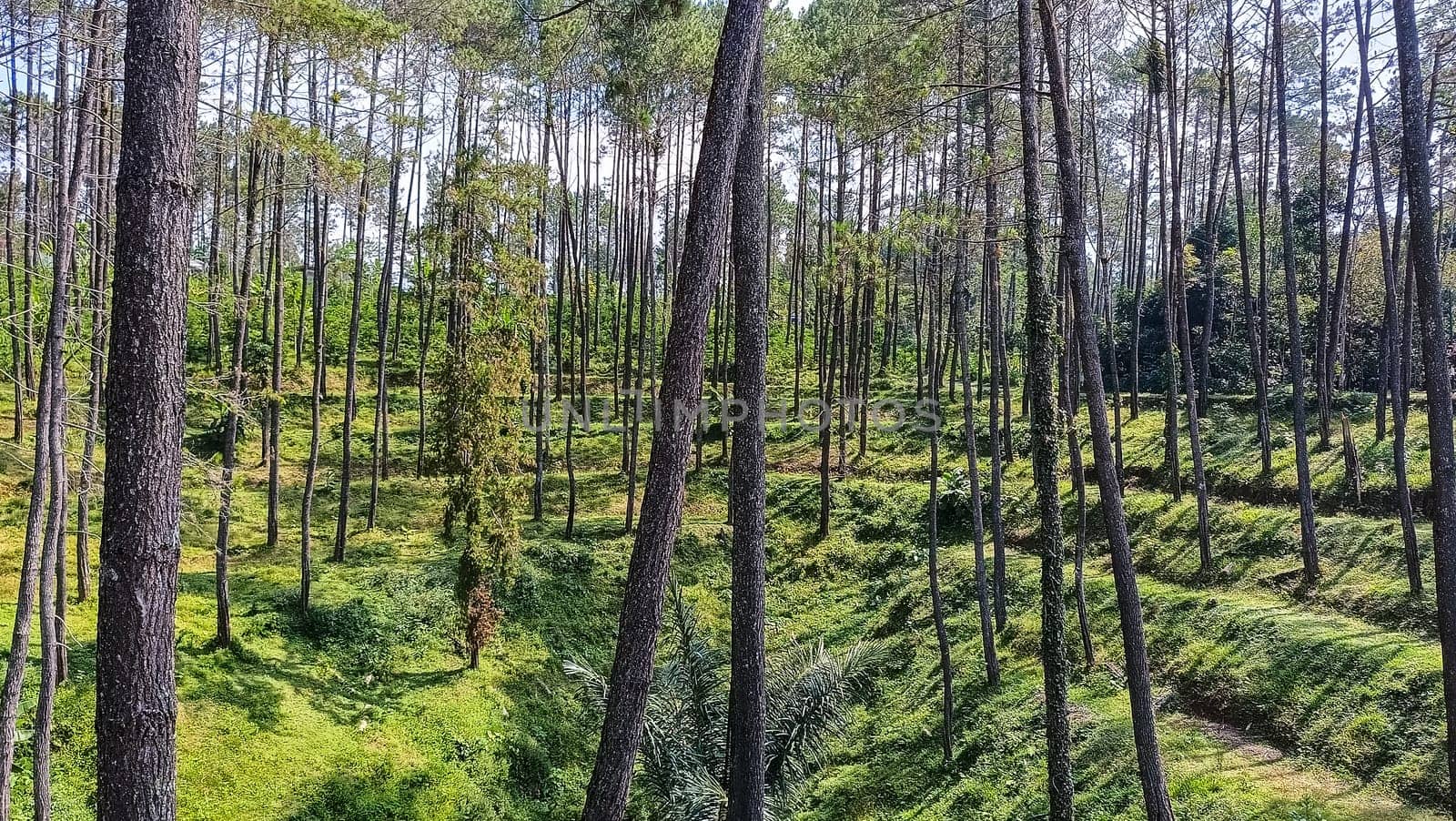 A forest with many trees and a few bushes. The trees are tall and green. The forest is full of life and is a peaceful place to be