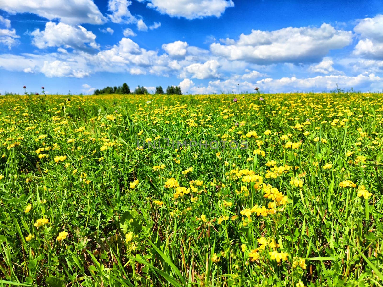 The bright green field stretches far beneath vibrant blue sky filled with fluffy white clouds on a sunny day