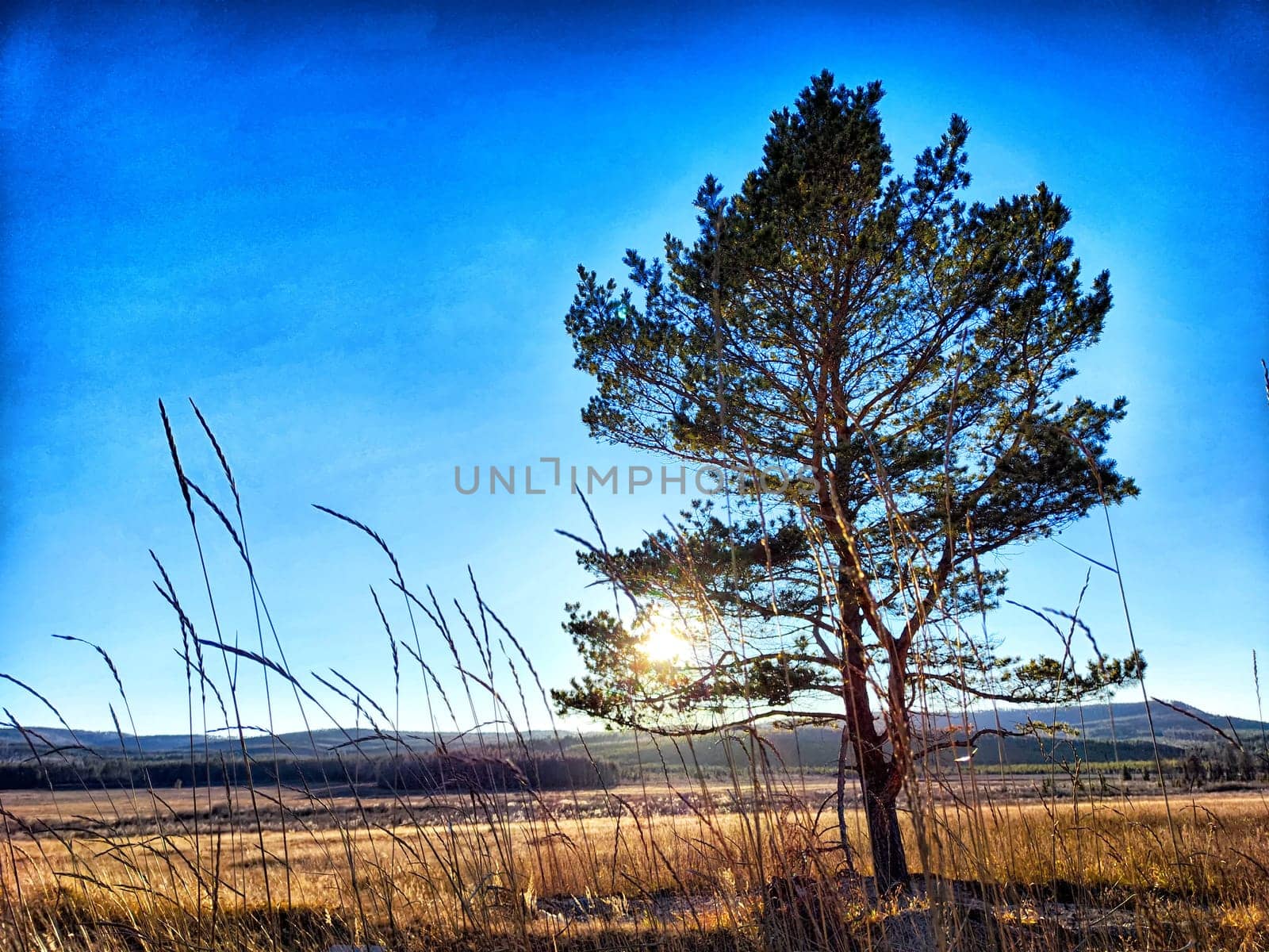 Sunlight shines behind a pine tree on a grassy field at dusk, creating a serene and tranquil atmosphere.