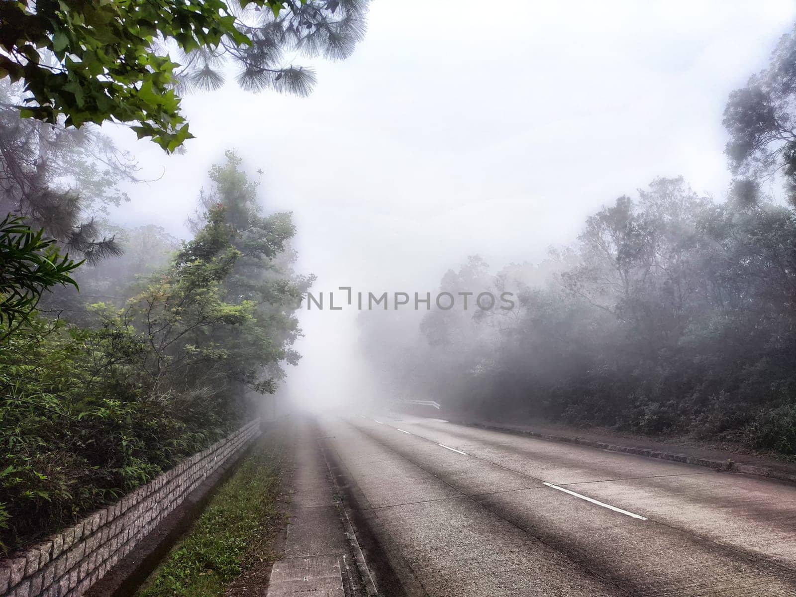 Fog envelops a serene road, creating an atmospheric landscape with vibrant vegetation on either side in the morning light.